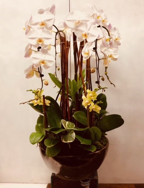 Lavish Orchid In Los Angeles Ca Beverly Blossoms