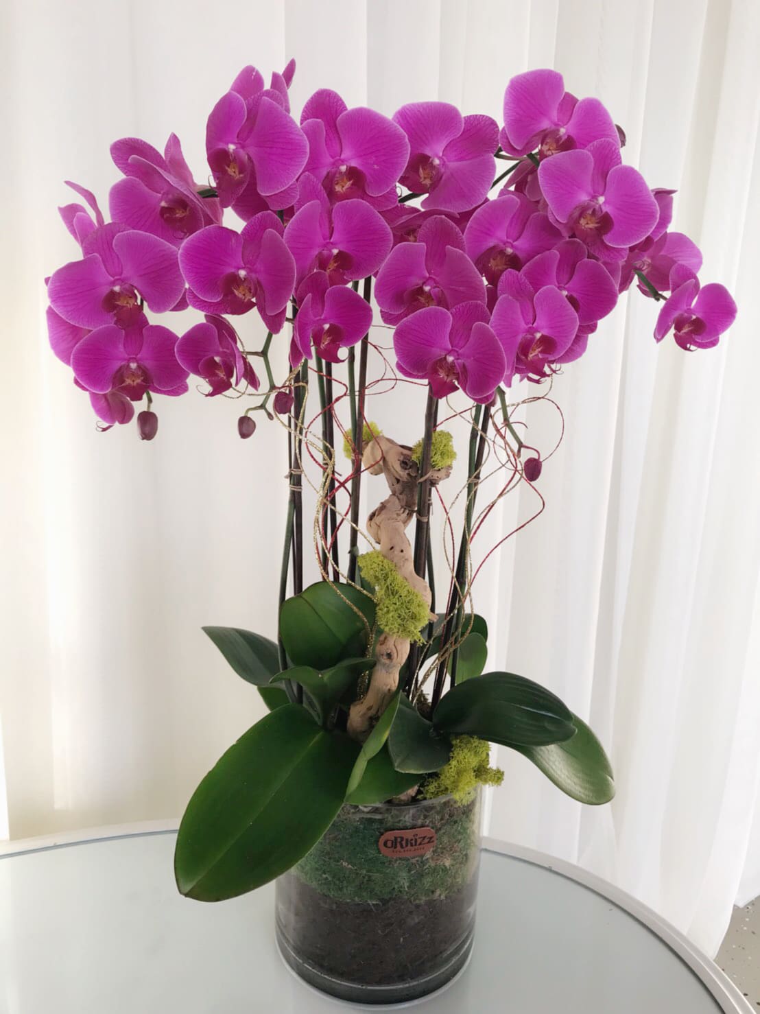 Magnificent Purple Orchids By Orkizz Inc