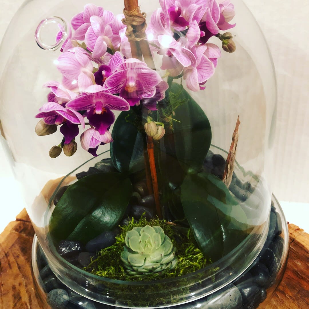 Orchid terrarium in Summit, NJ Polycarp Flowers