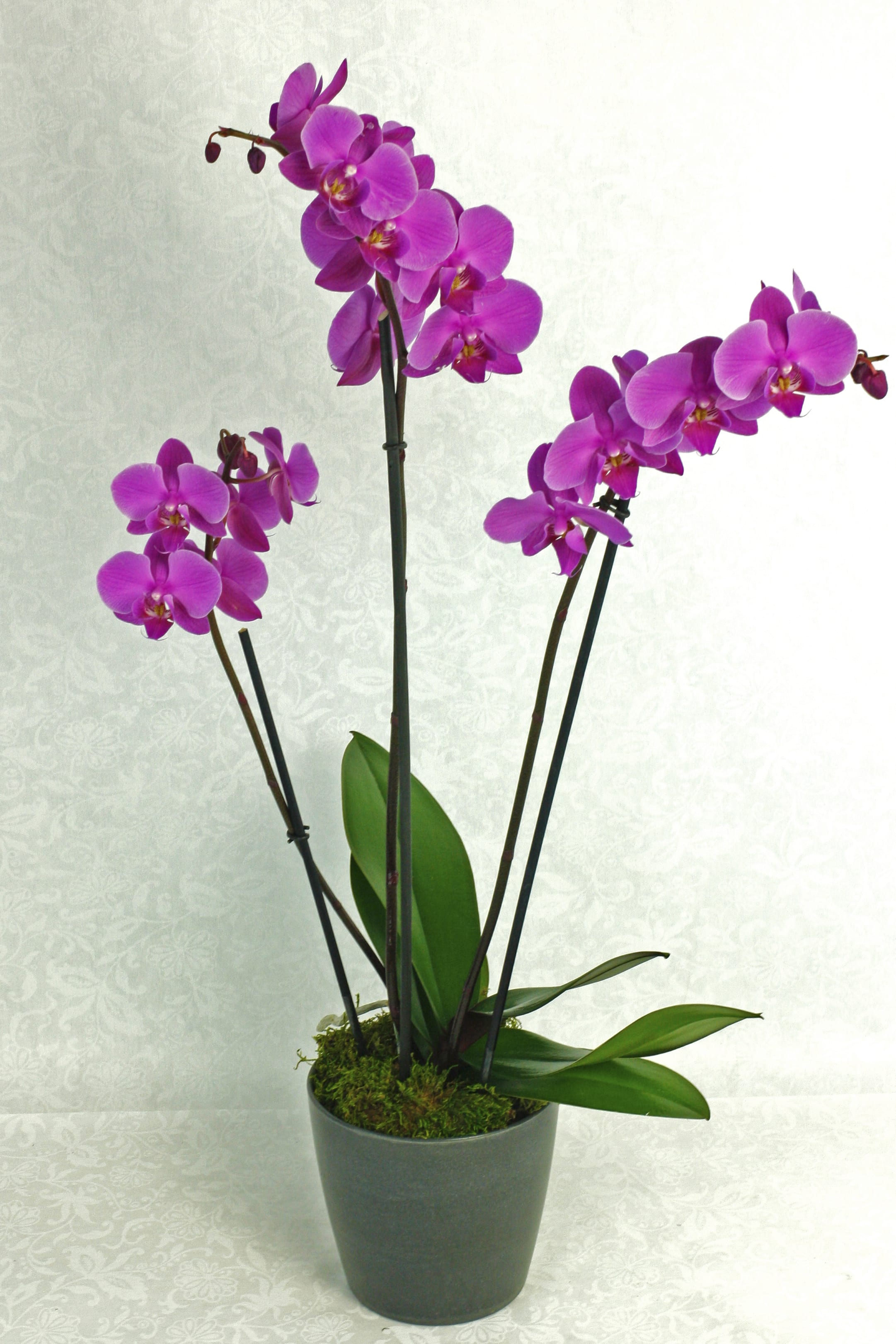 Orchid Plant In Black Pot By Long Stems