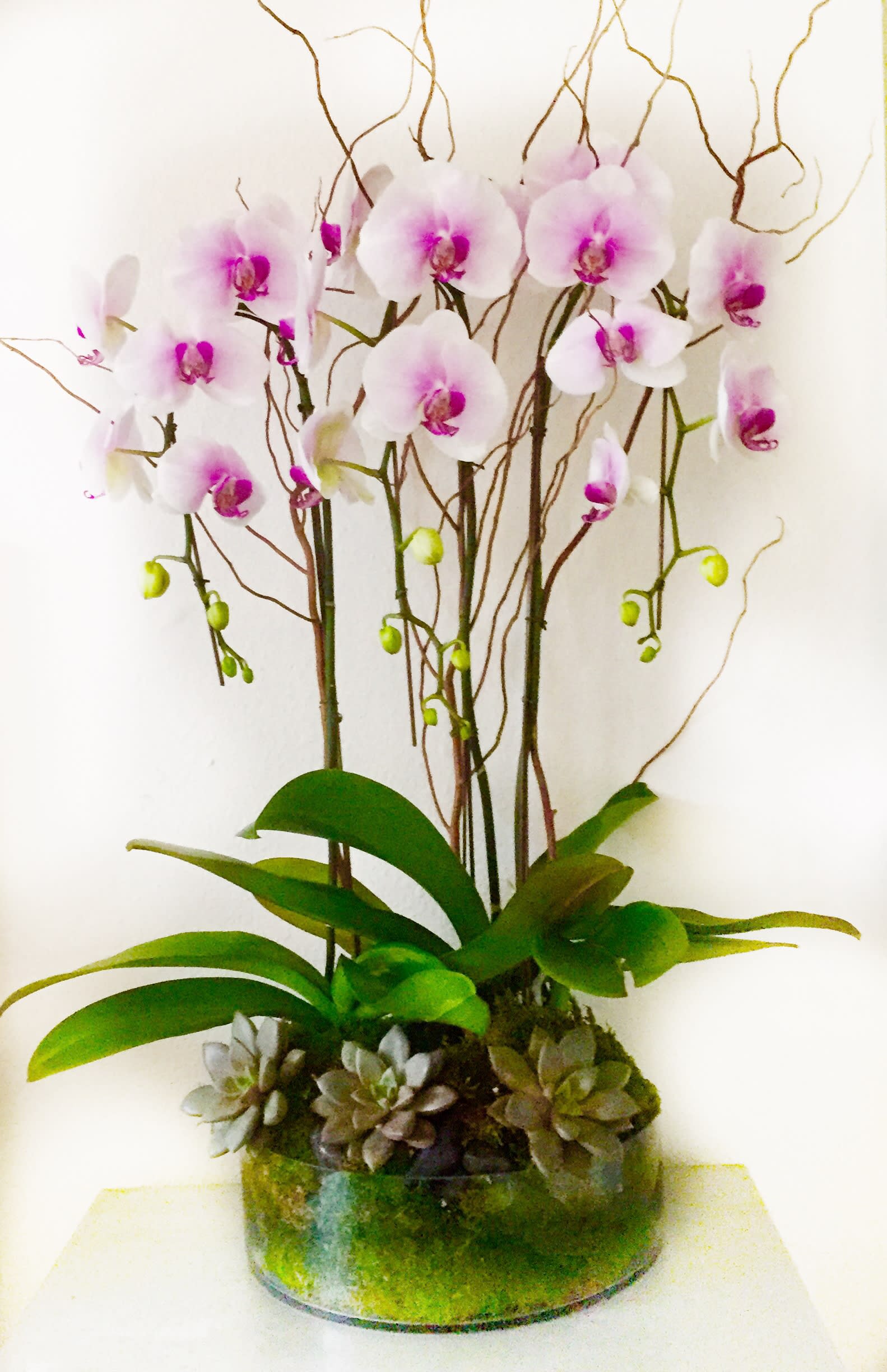 Manila Orchids In Los Angeles Ca The Wicked Florist