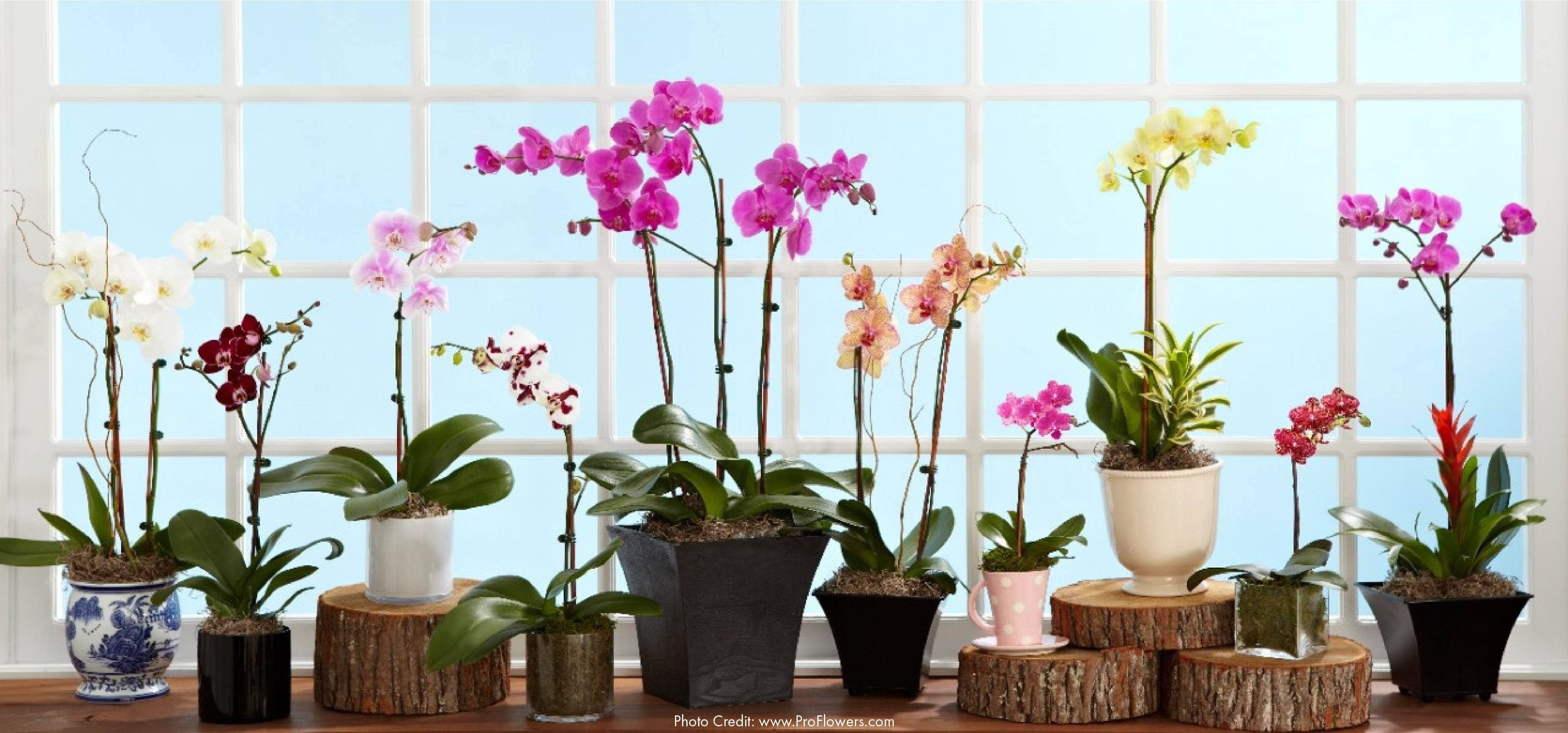 Orchid Planter Program In Orlando Fl Edgewood Flowers