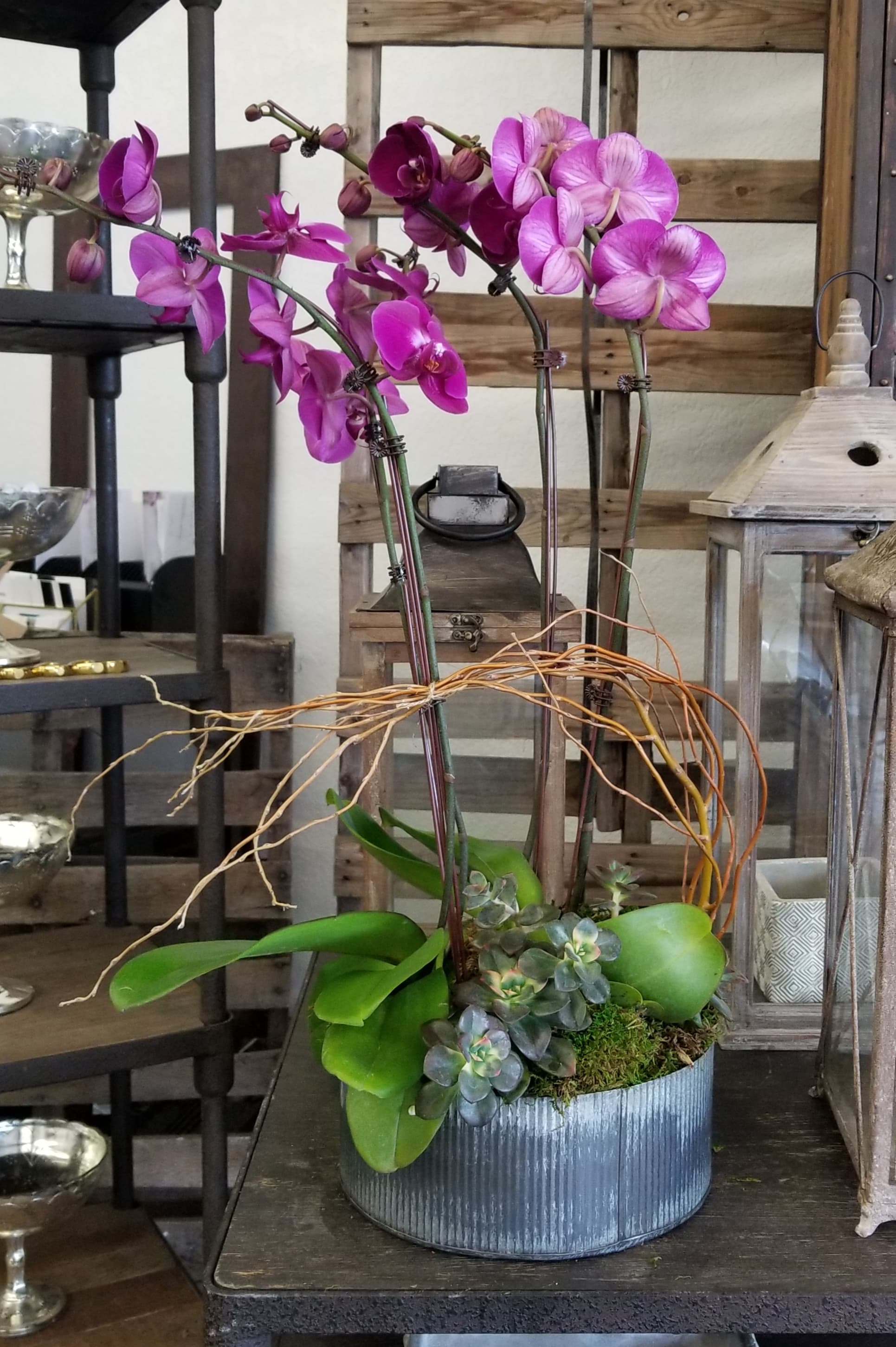 Desert Orchids I In Glendora Ca Glendora Florist