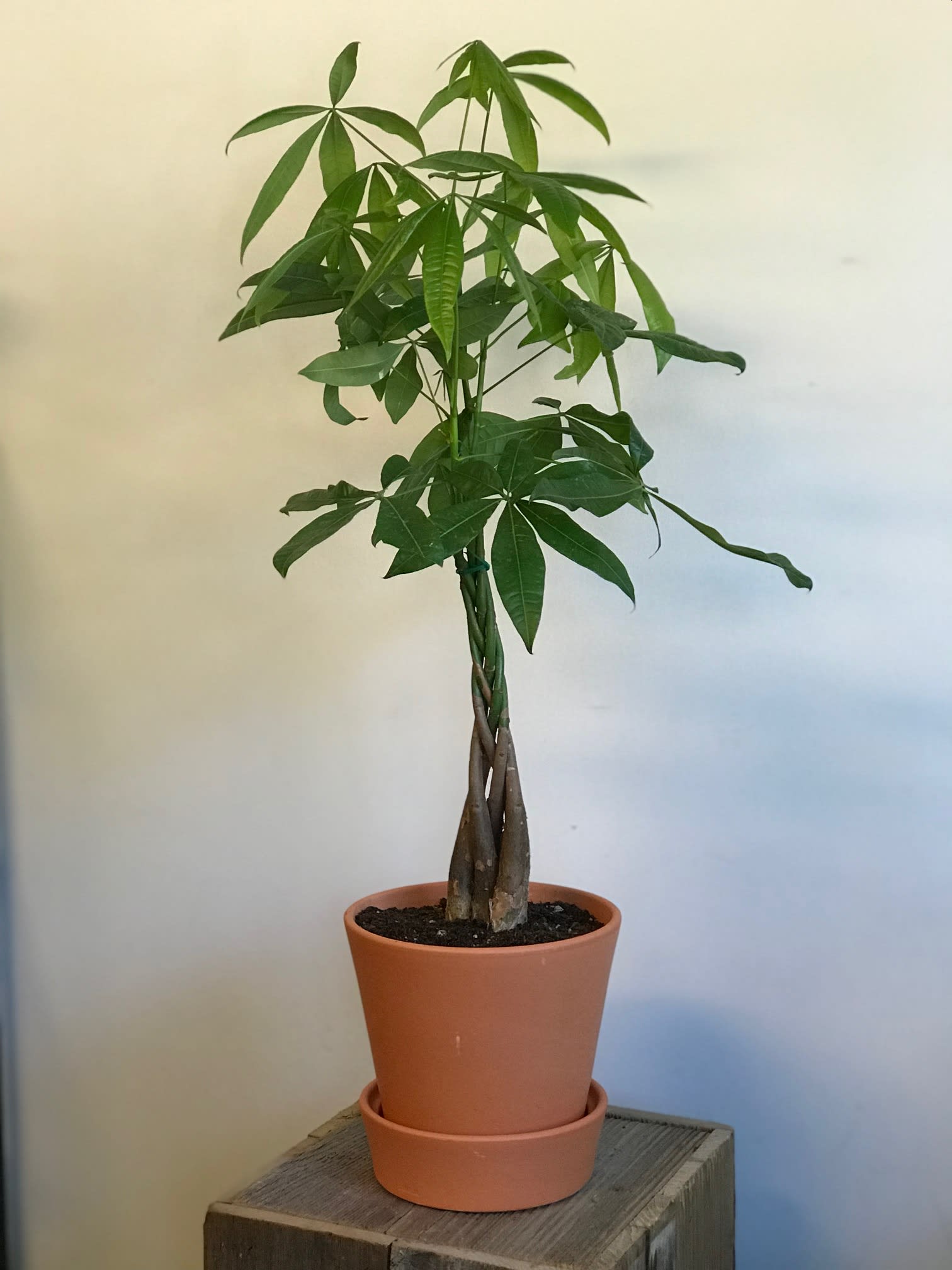 Money Tree - 
