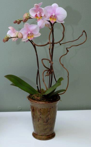 Pink Orchids Rising In Pasadena Ca Pasadena Florist