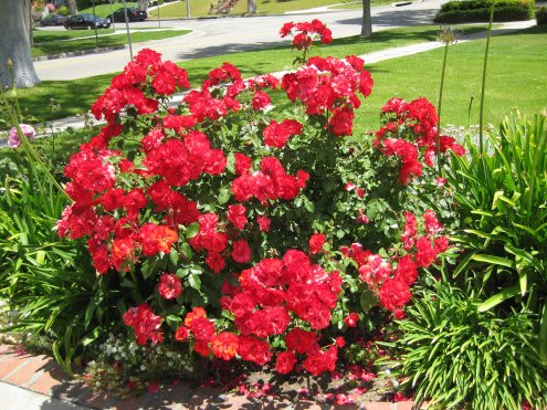 Knockout Rose In Goshen Va Betty S Country Flowers