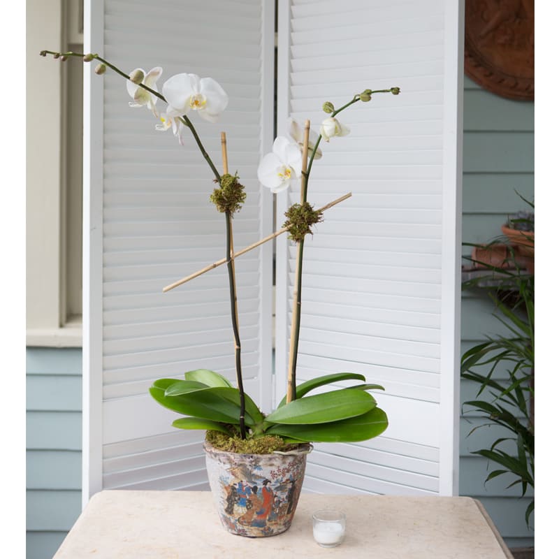 Double Stem White Orchids In New Orleans La Ambrose Garden