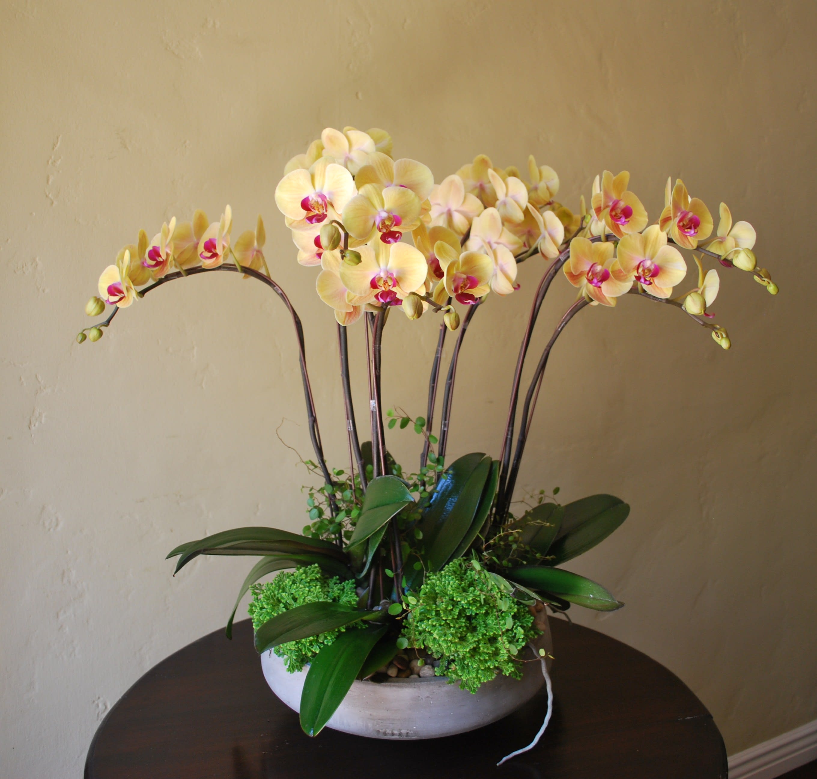 Orchid Plants In Los Angeles Ca Collage Floral Design Events