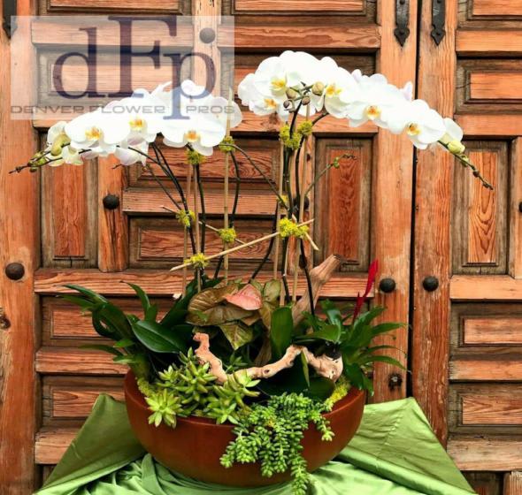4 Spike White Phalaenopsis Orchid Planter By Denver Flower Pros