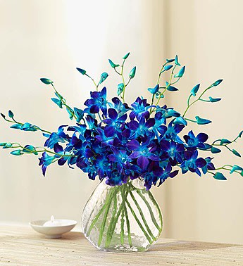 Radiant Blue Orchids In Fort Lauderdale Fl La Fleur Florals And Events