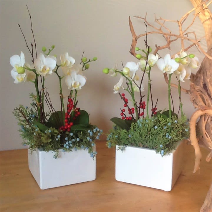 1 Holiday Gift By Divine Orchids