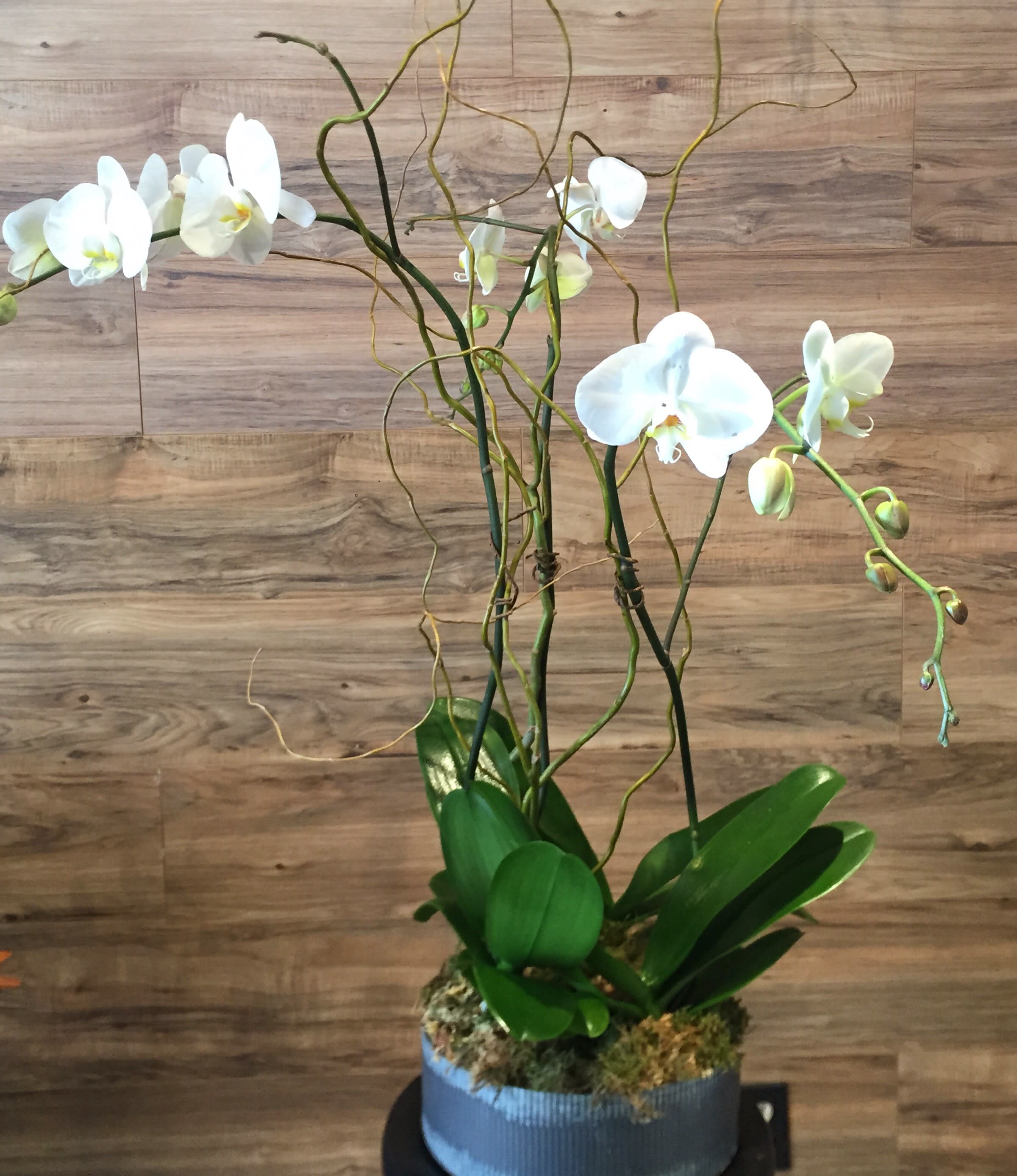 Elegant Orchid Arrangement In San Diego Ca Genesee Florist And Events