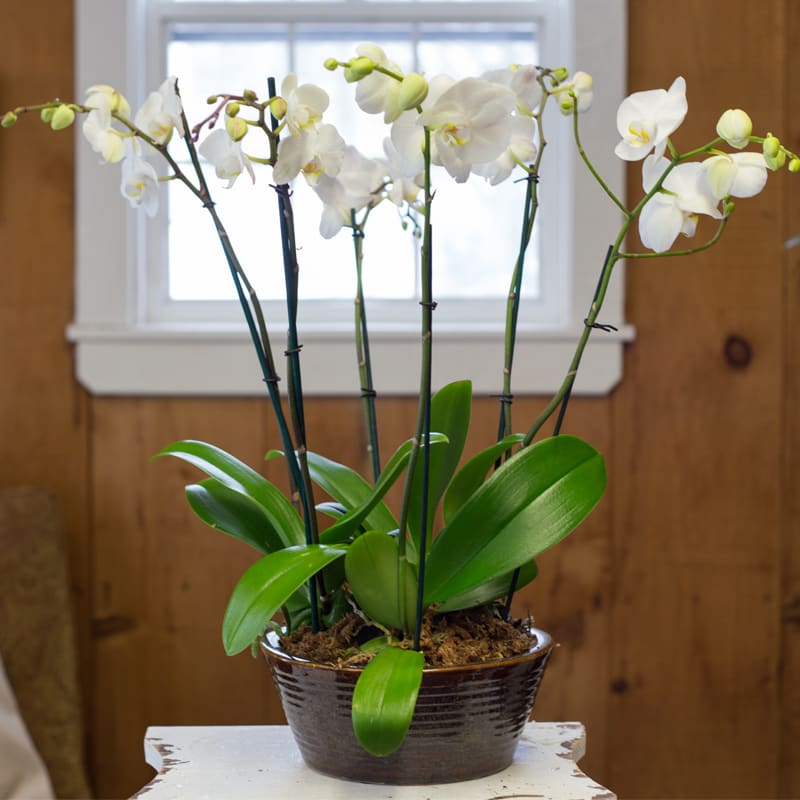 Stunning Orchid Trio In Lynnfield Ma Bella S Floral Design