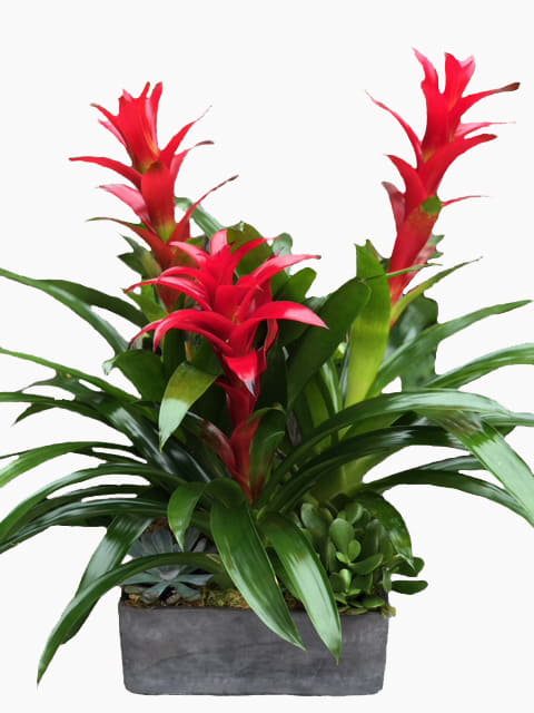 Bromeliad Paradise In Glen Head Ny Glen Head Flower Shop