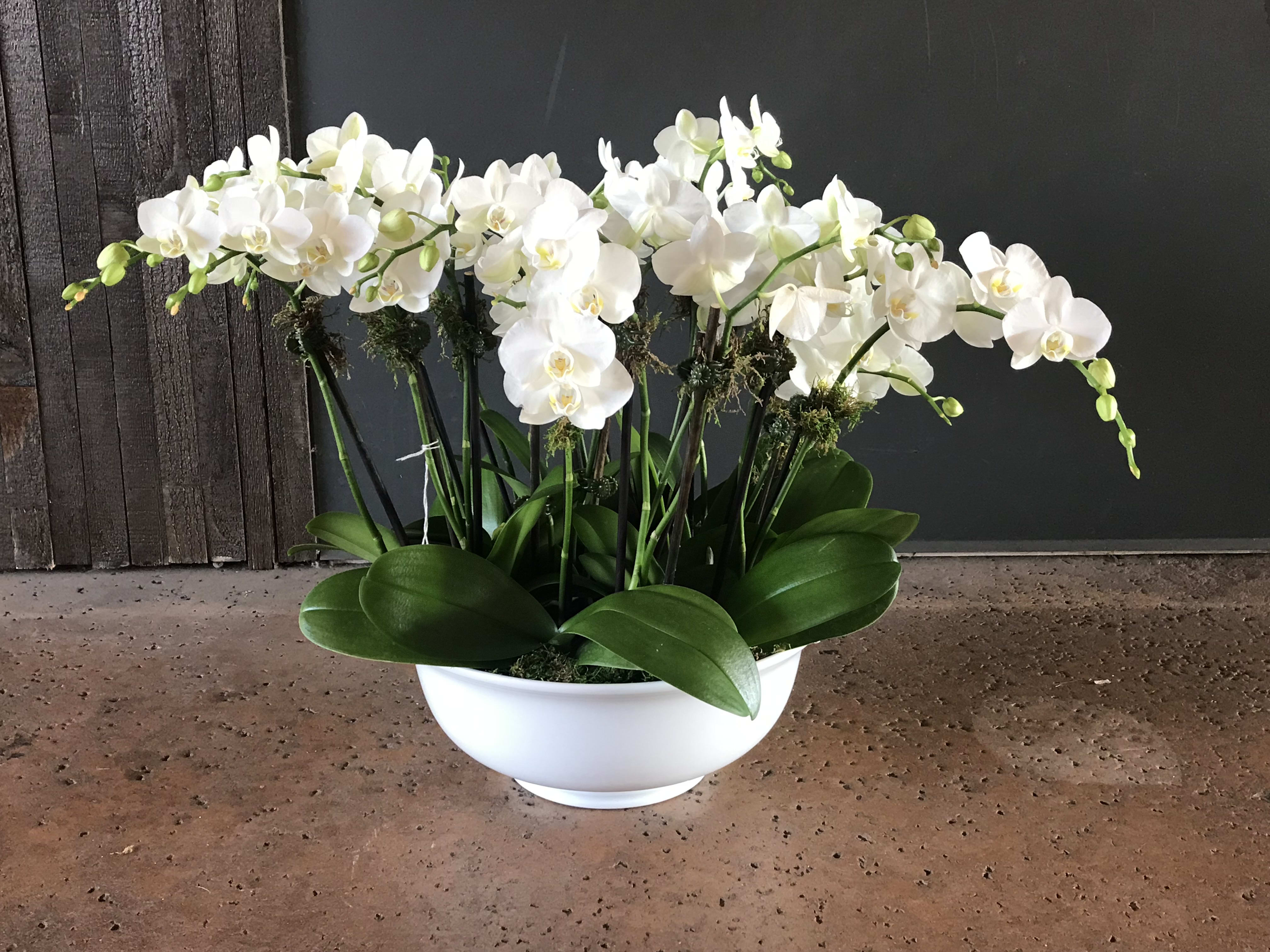 White Orchid Bowl In Los Angeles Ca Flowers With Love