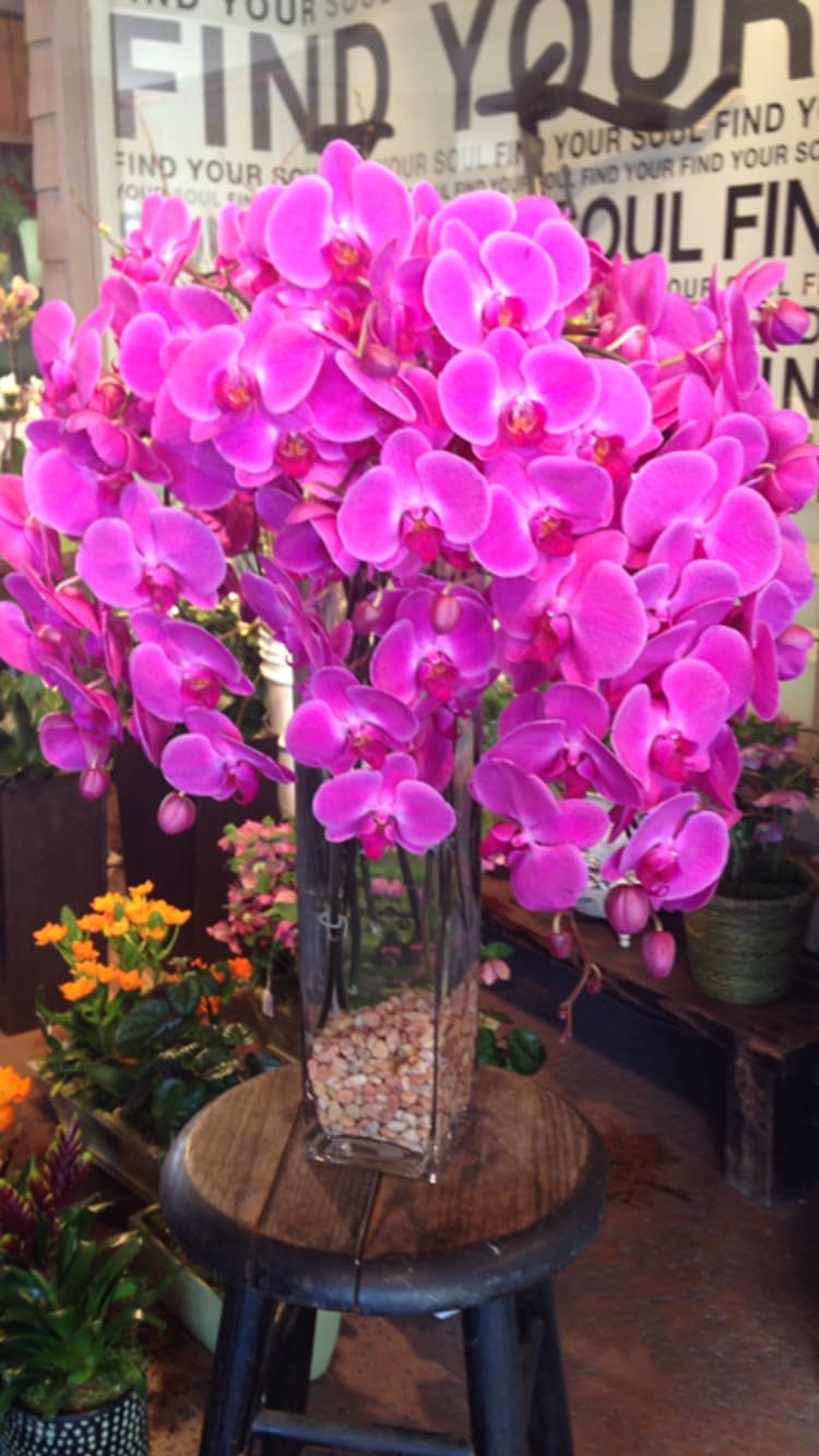 Orchids Love By Flowers With Love