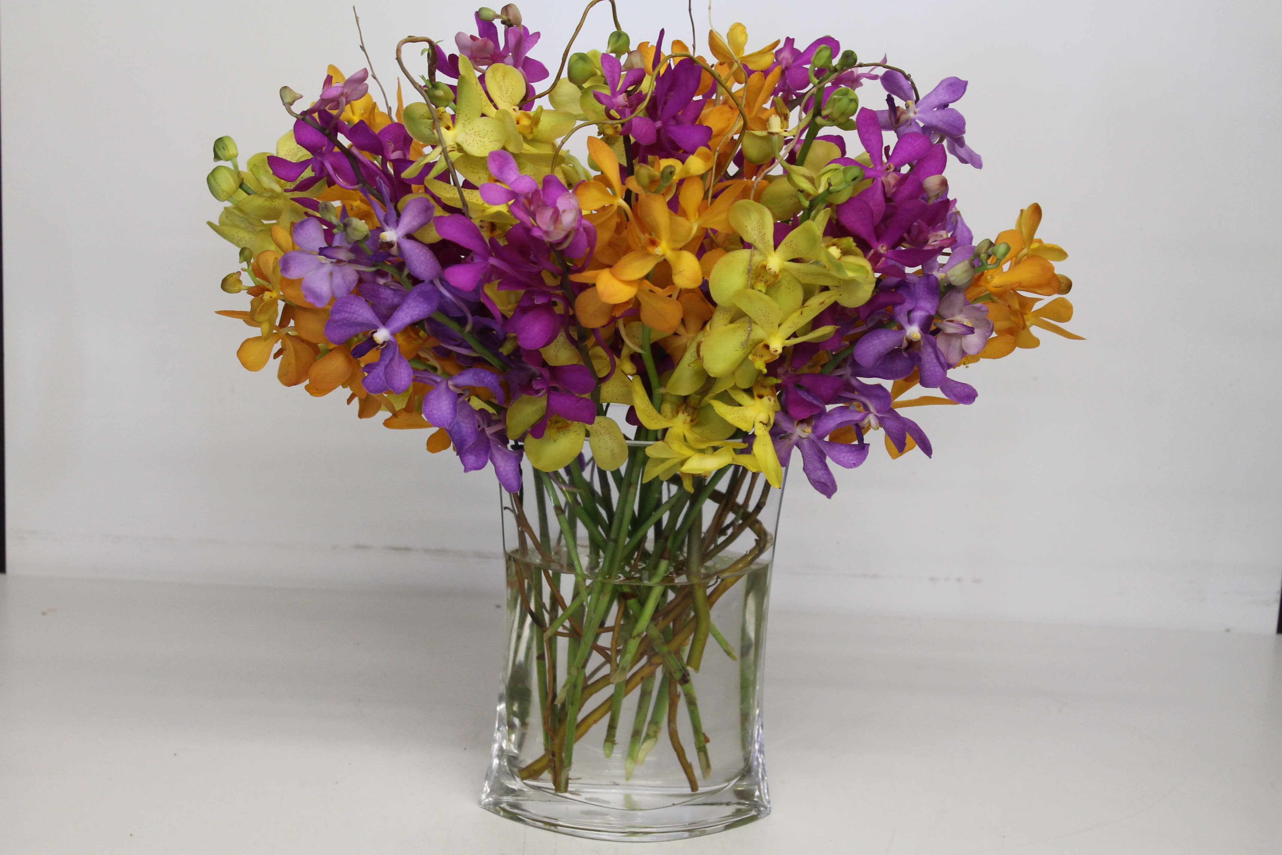 mokara fantasy in newport beach ca newport beach flora mokara fantasy in newport beach ca newport beach flora