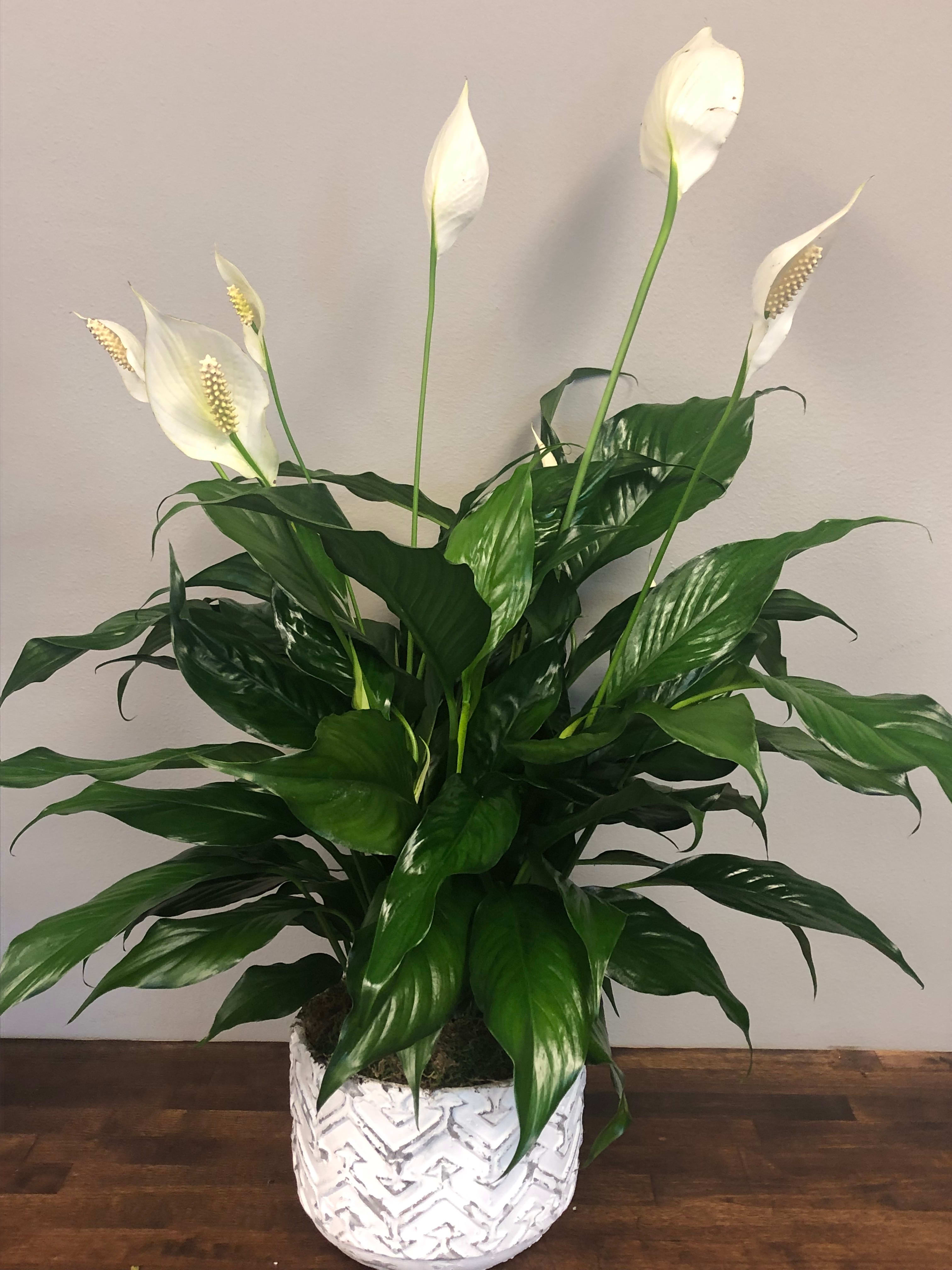 Wishing you peace potted peace lily plant in middleton wi promises floral and gift studio