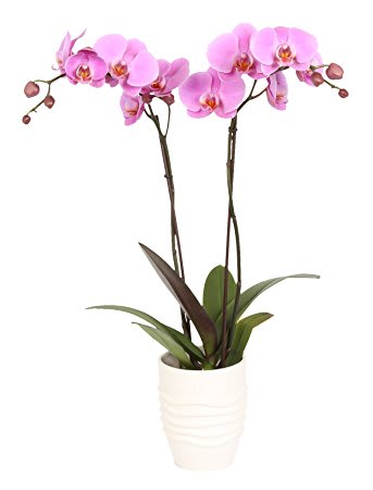Pink Orchids In Somerville Ma Wagner Floral Designs