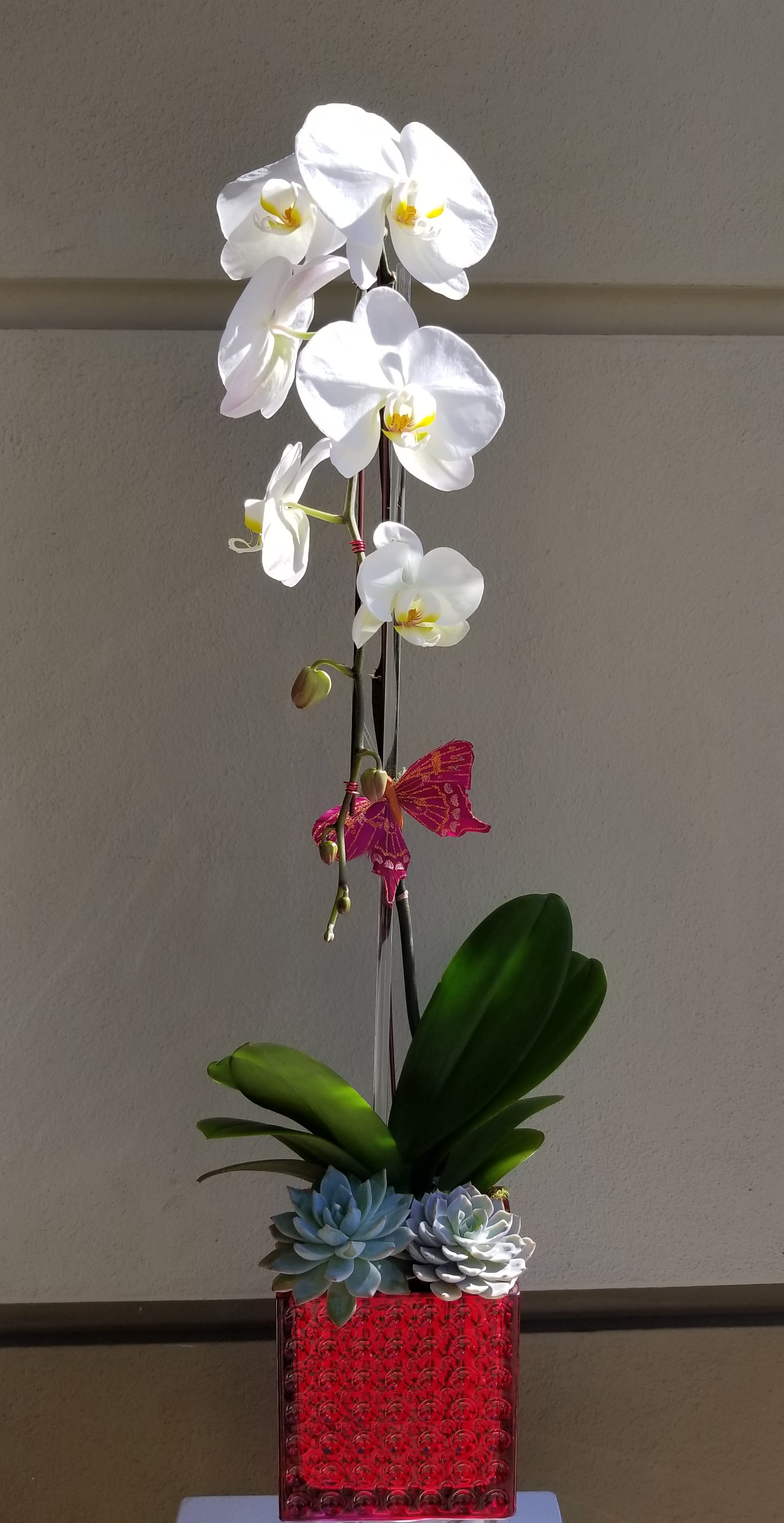 Red Jewel Orchid Plant In Beverly Hills Ca Apropos Floral Event Design
