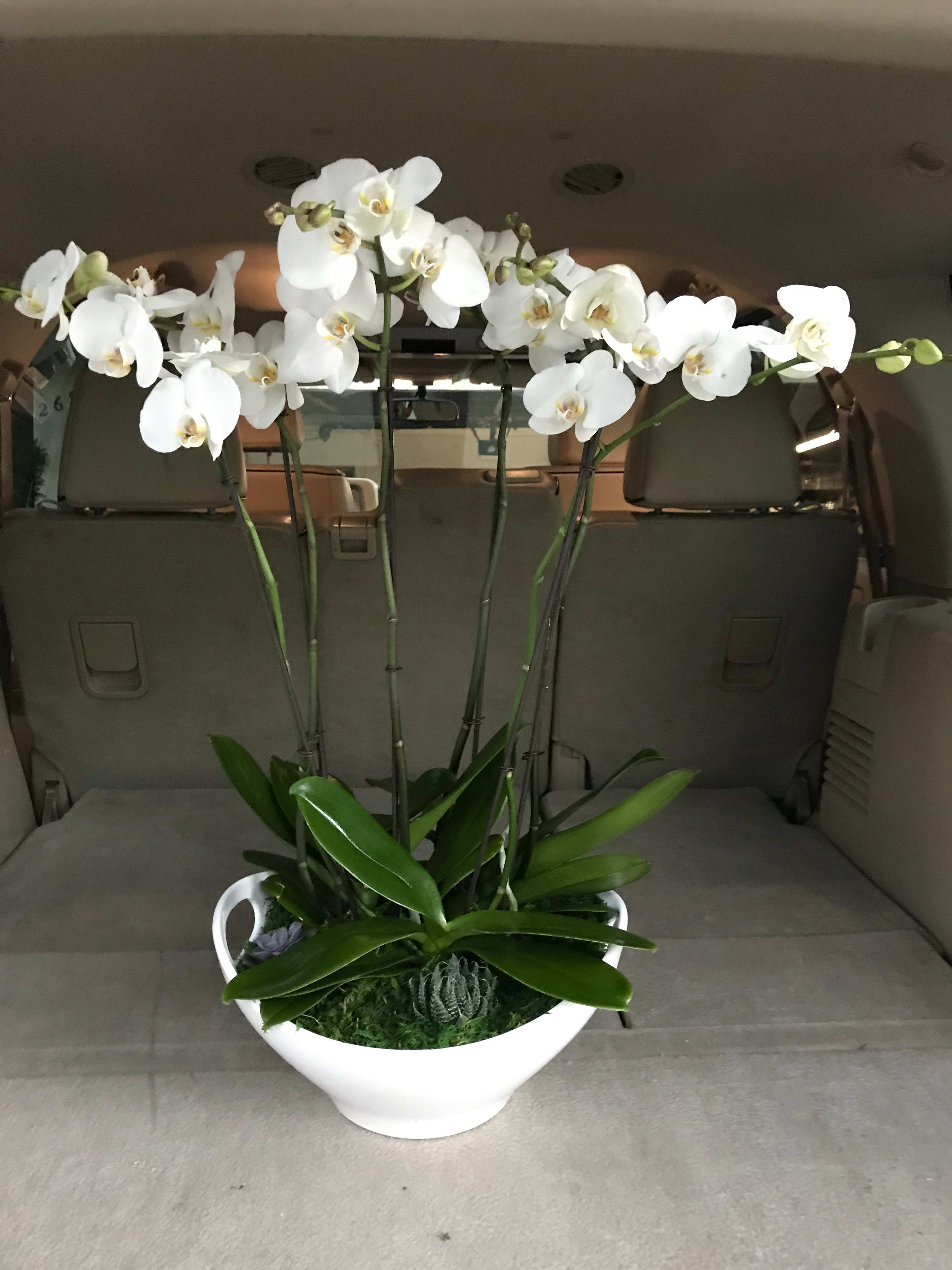White Vase Orchids In Calabasas Ca Carola S Floral Designs