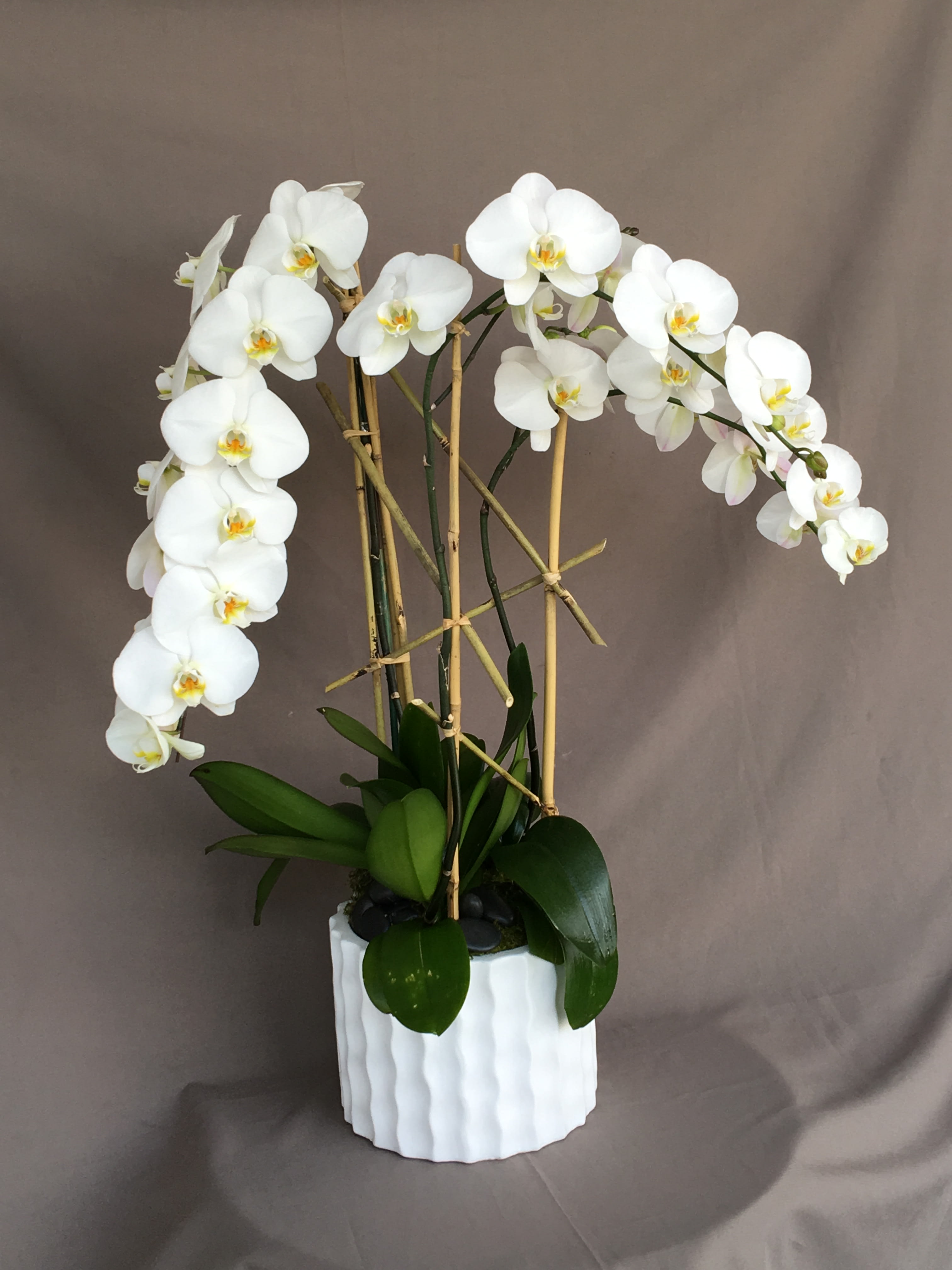 Contemporary White Phalaenopsis Orchid Plant In Los Angeles Ca Floral Design By Dave S Flowers