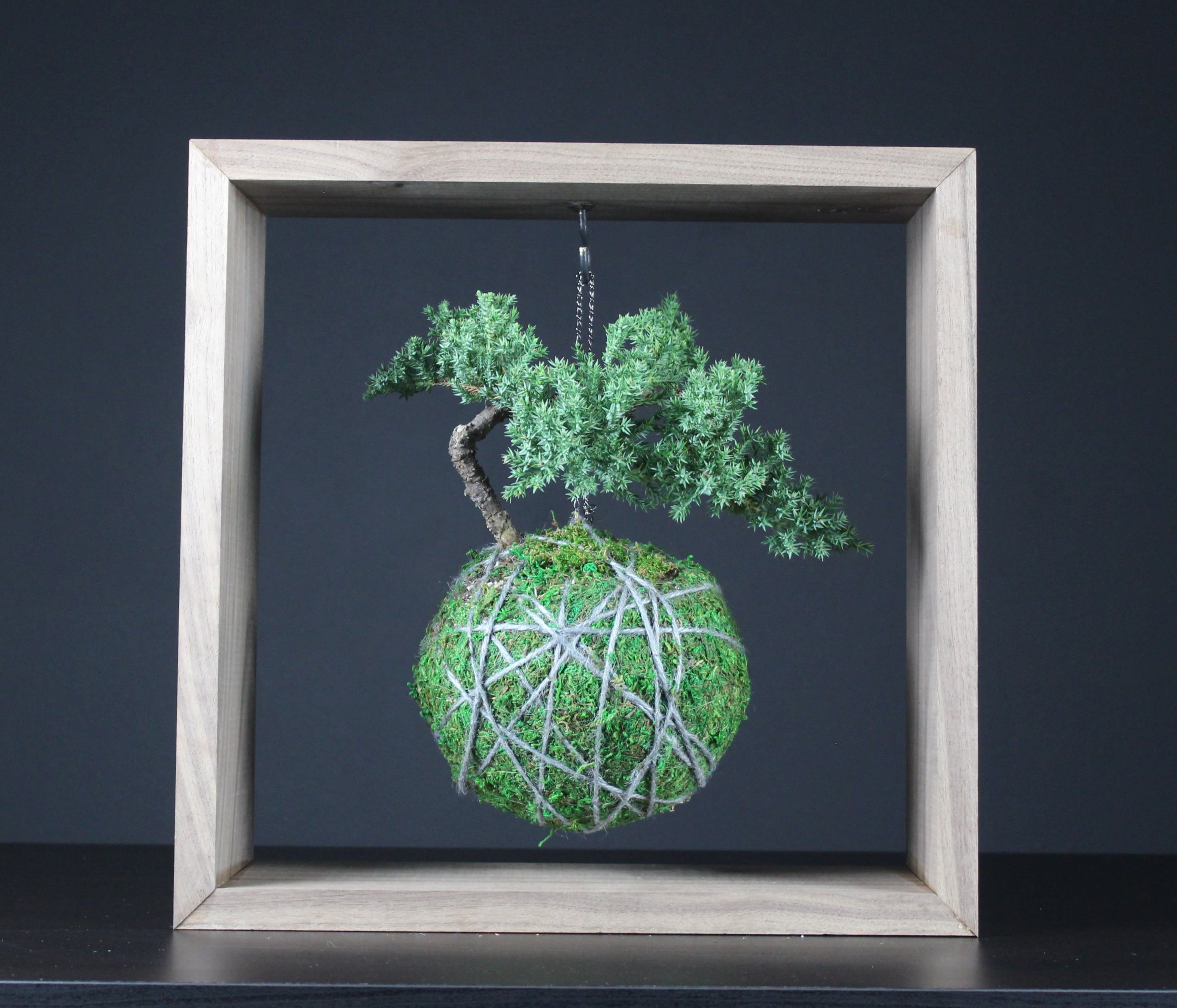 Kokedama Bonsai In Palo Alto Ca Tyler David Lake Flower Art