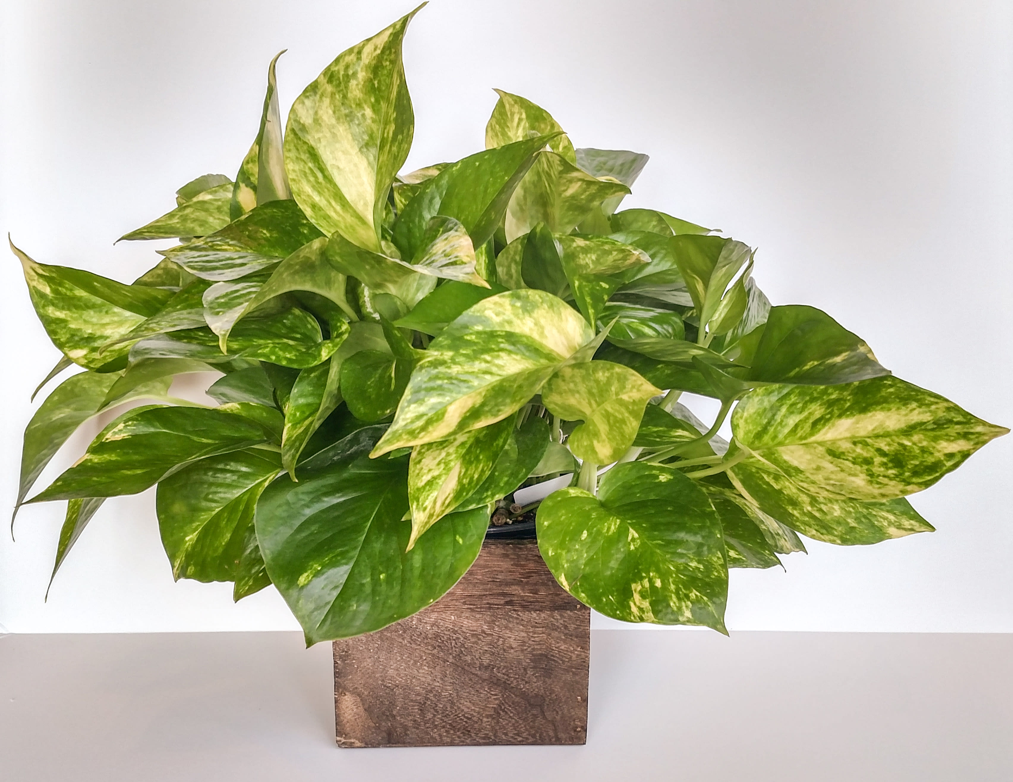 Golden Pothos In Great Bend Ks Yours Truly Gift Flower Shoppe