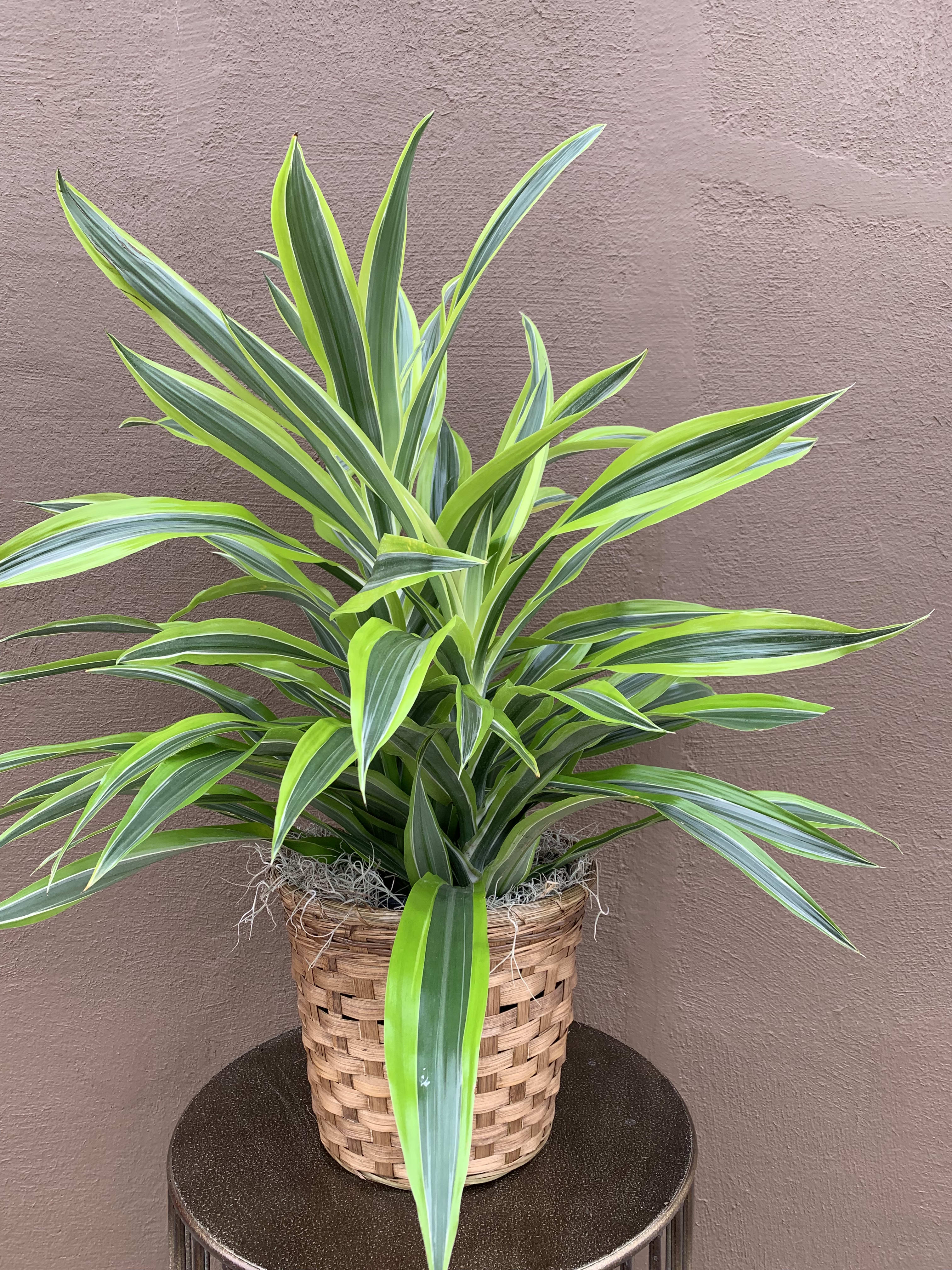 Large green plant in Hutchinson, KS Absolutely Flowers