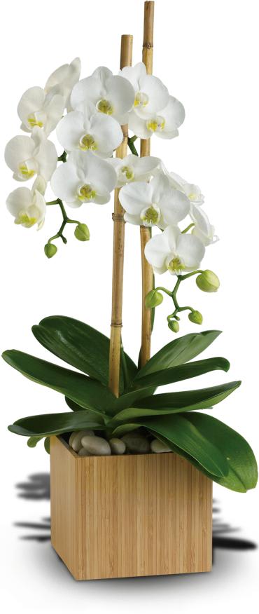 Opulent Orchids In Baraboo Wi Baraboo Floral Co
