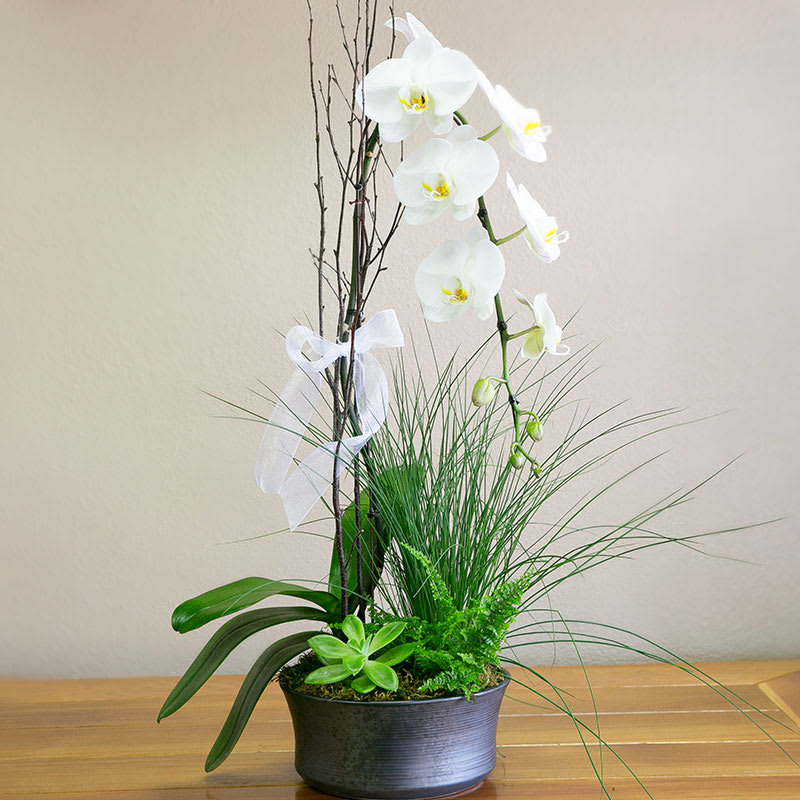 Orchids In The Green In San Diego Ca Del Mar Floral Gifts