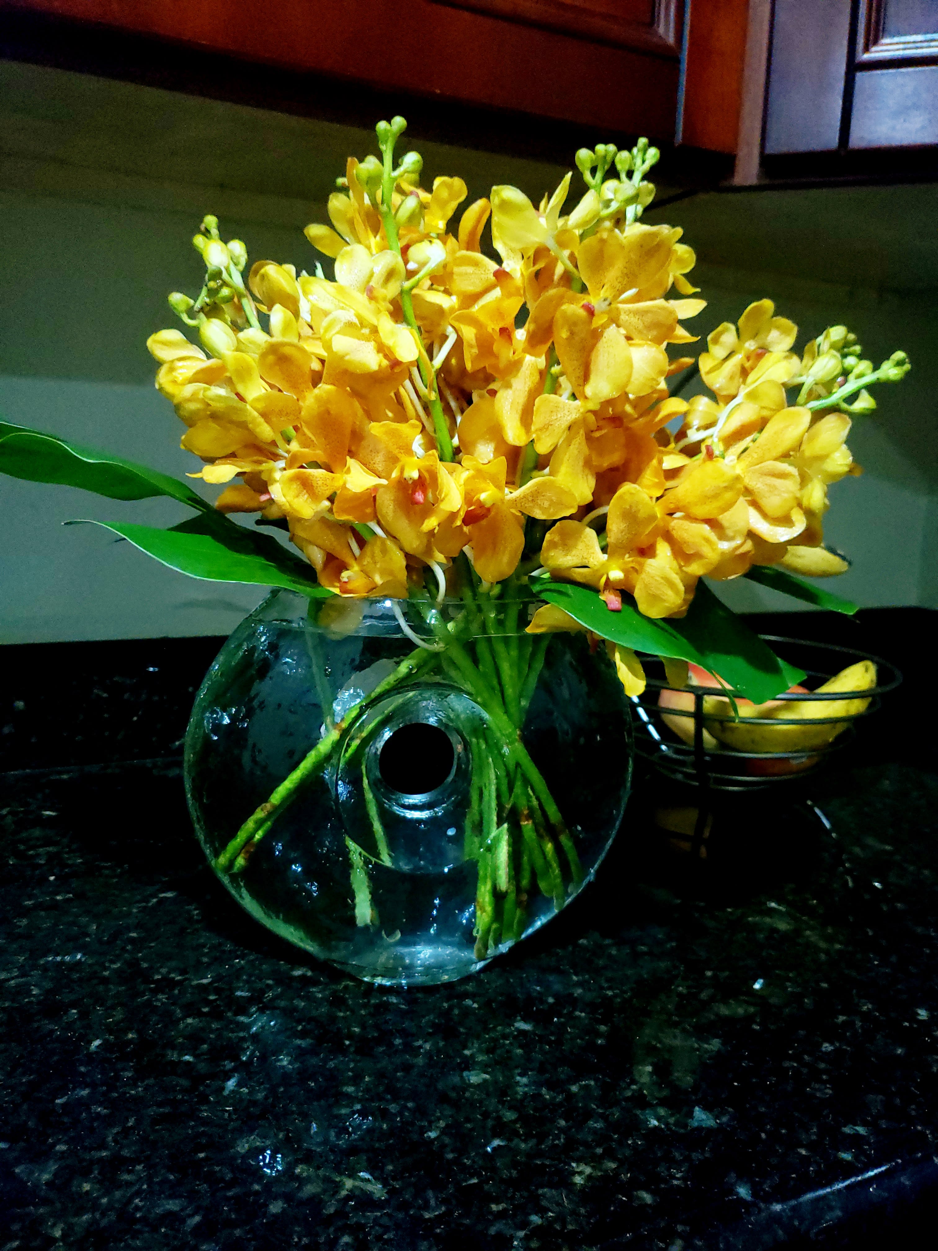 Yellow Mokara Orchid By Ideal Orchids