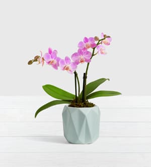Pink Mini Orchid In Vicksburg Ms Hall S Gifts Treasures