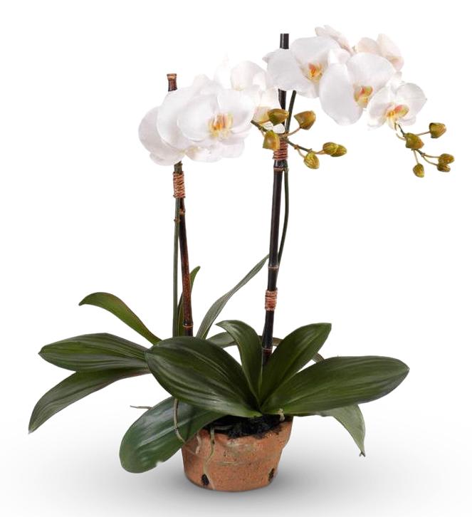 Orchid Plant In Long Beach Ny Long Beach Florist