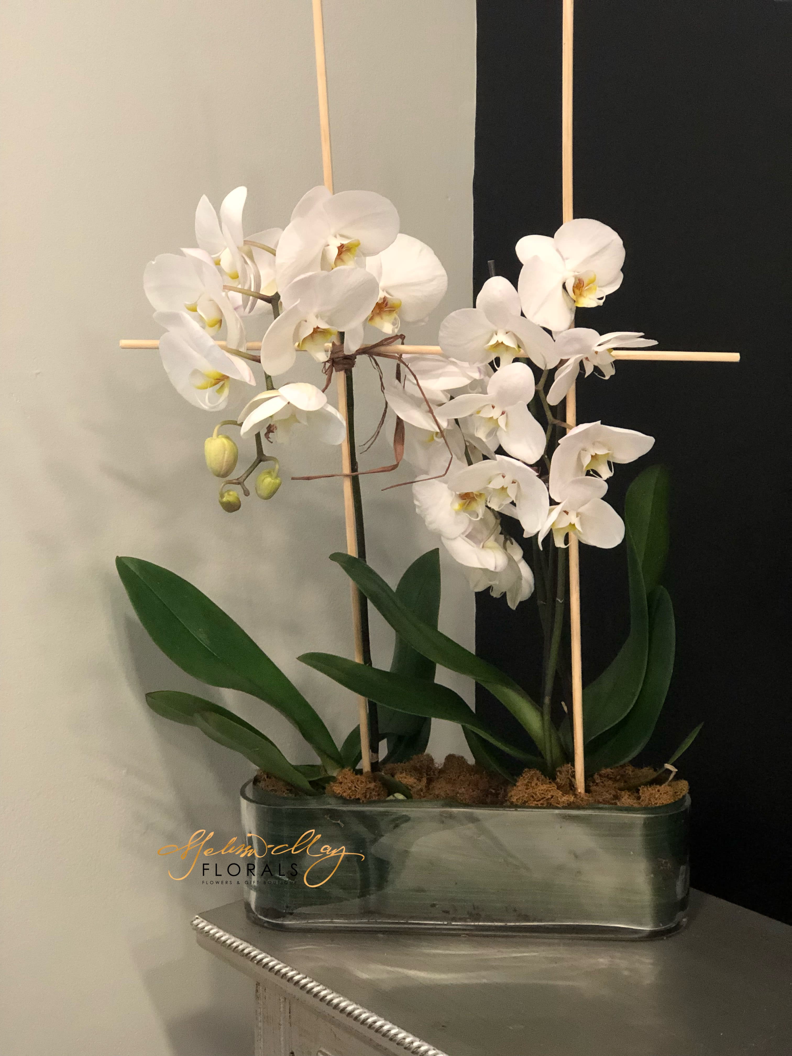 Two Pure White Orchids In Ambler Pa Melissa May Florals