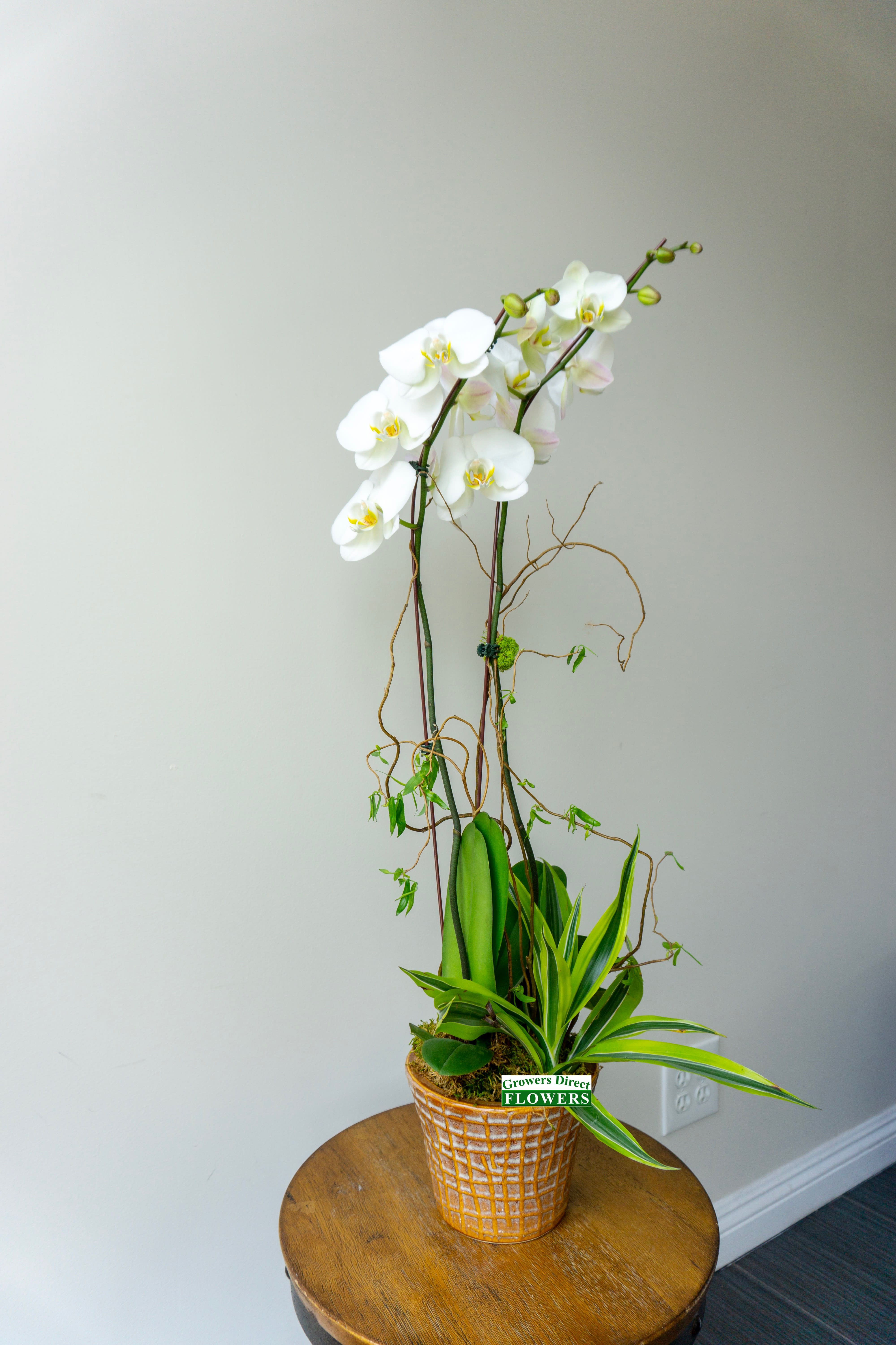 Orchid Lover In Tustin Ca Growers Direct Flowers