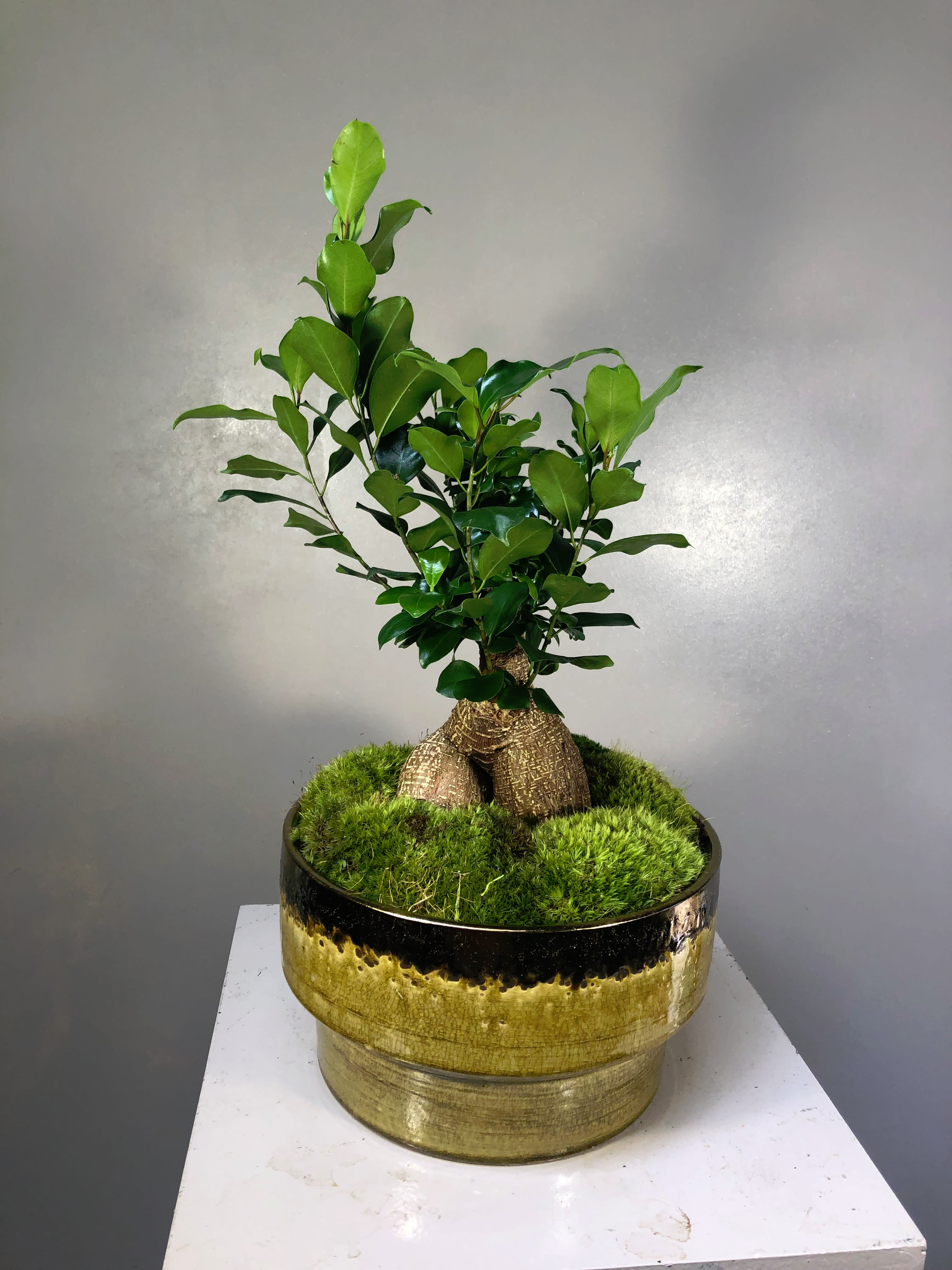 Ginseng Root Plant Bnp6 By Effusive Flowers