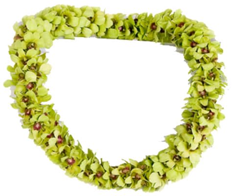 Green Orchid Leis In Los Angeles Ca Brenda S Flowers