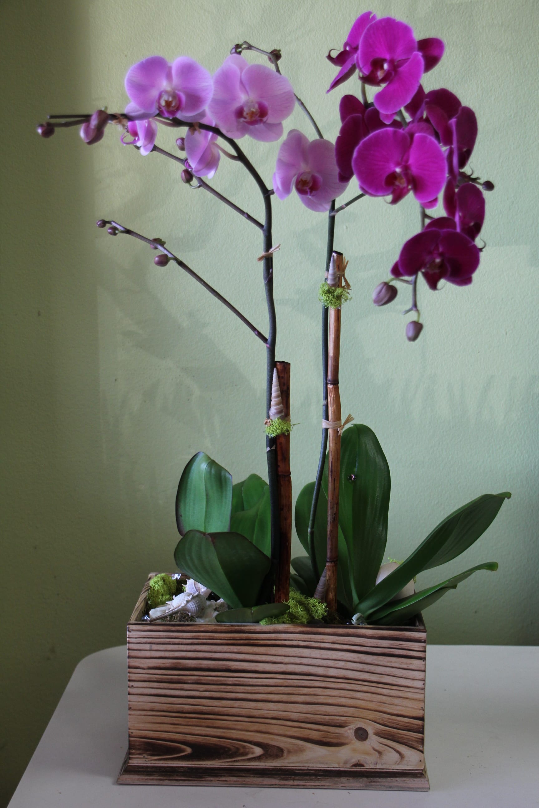 Phalaenopsis Orchid In Torrance Ca Andes Florist