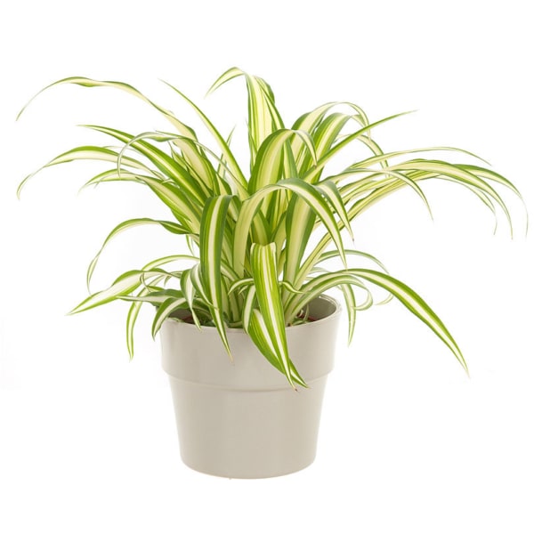 Spider Plant In Los Angeles Ca Flowers Pronto,Pork Loin Roast Recipes Easy