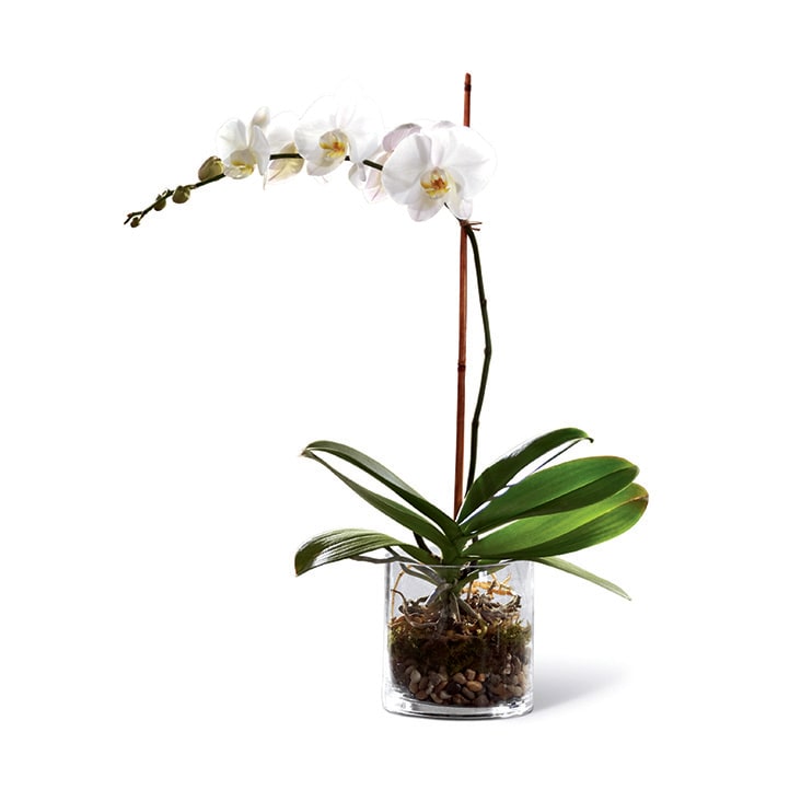 White Orchid Planter In Tustin Ca Flowers By Coley Orange County