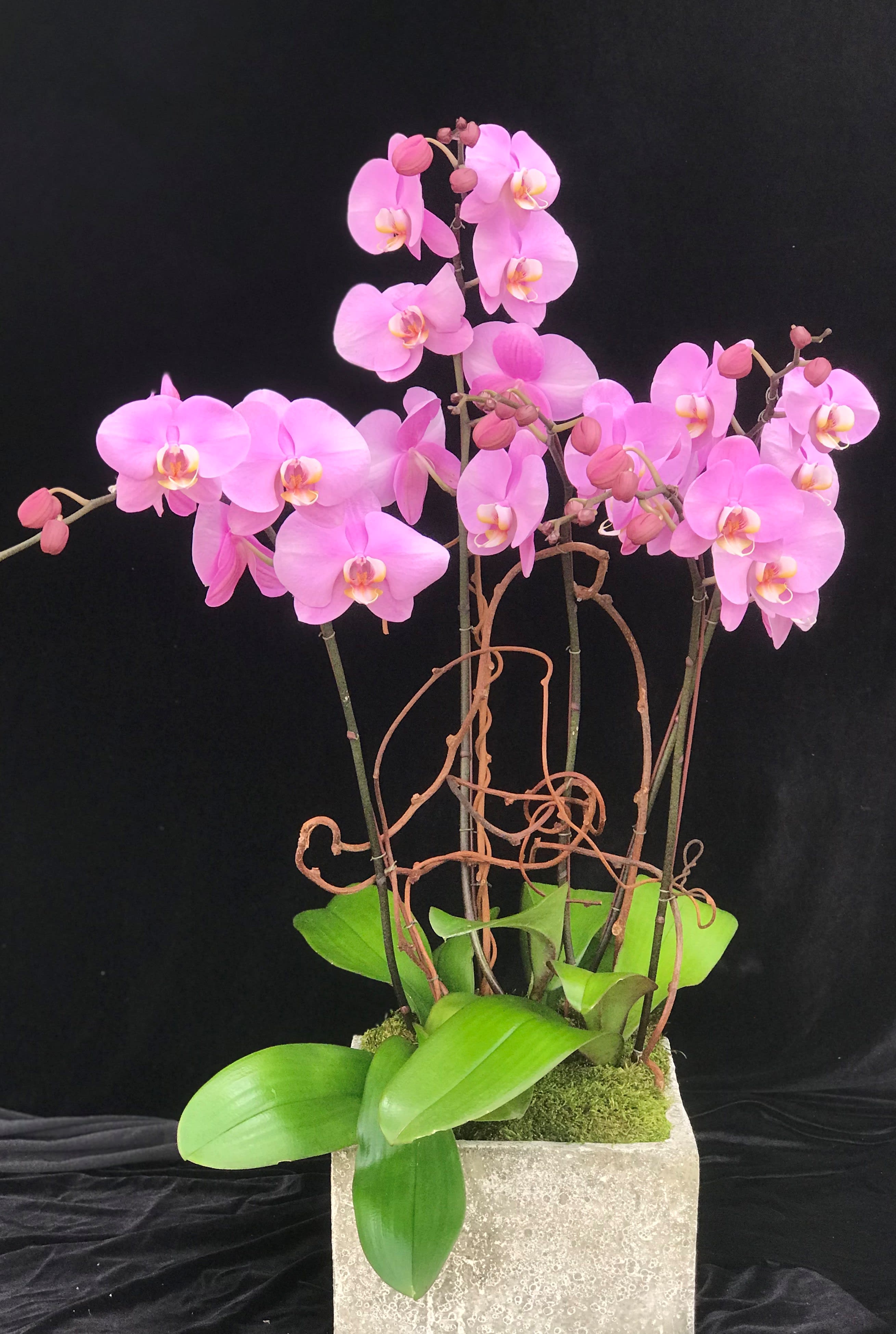 Mother S Day Orchid 2 In Encinitas Ca Divine Orchids