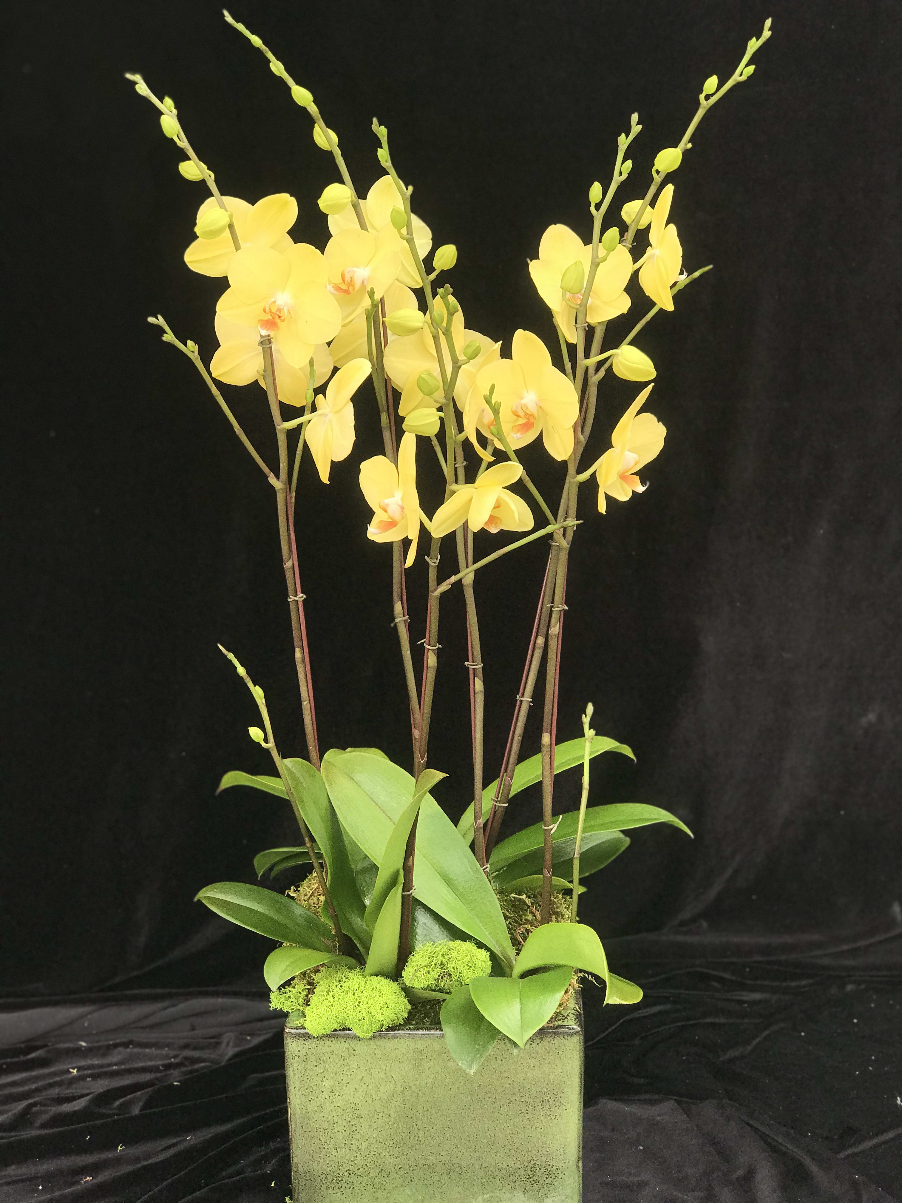 Mother S Day Orchids 7 In Encinitas Ca Divine Orchids