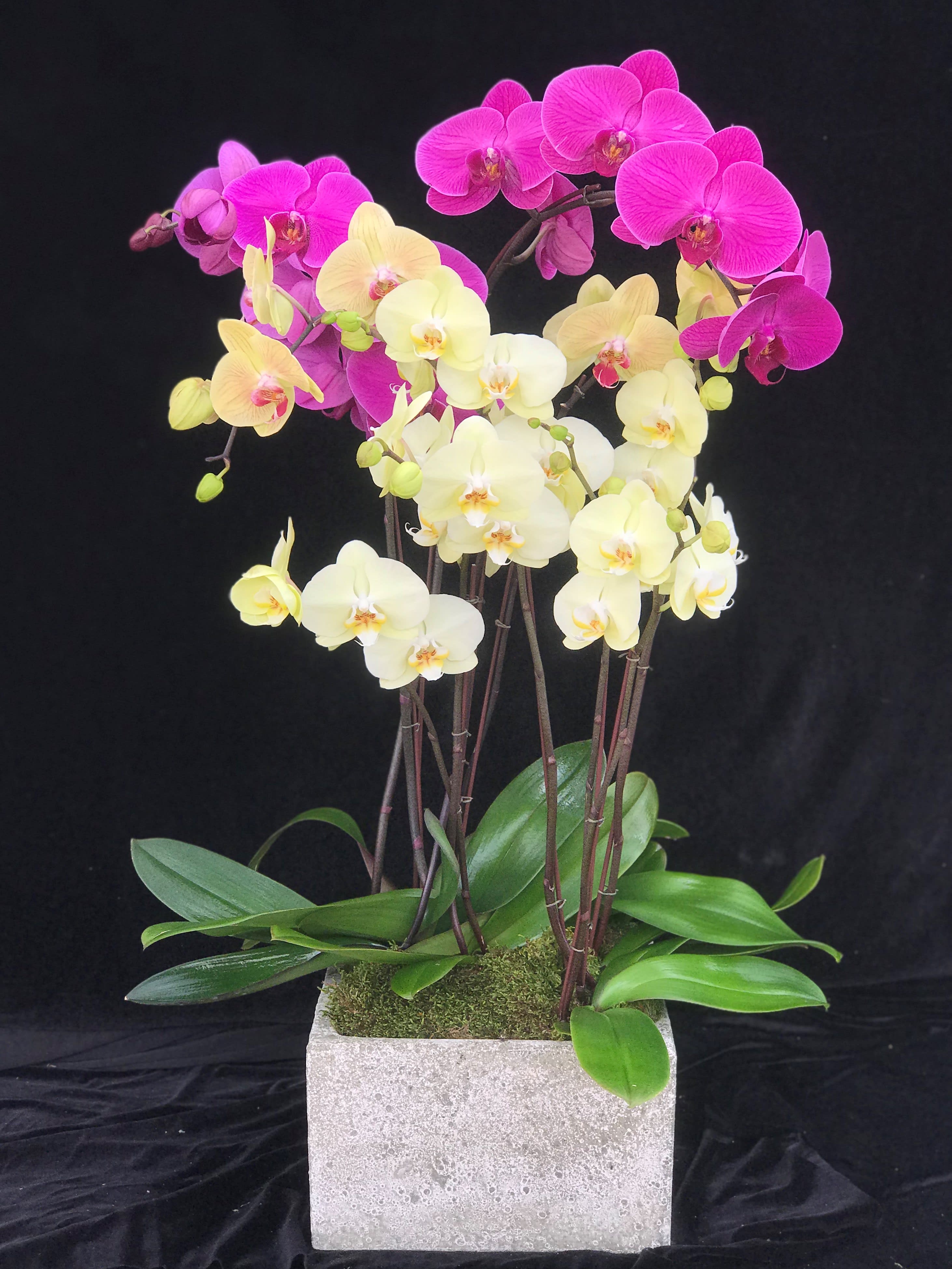 Mother S Day Orchids 4 In Encinitas Ca Divine Orchids