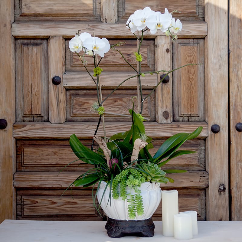 Orchid Garden In Los Angeles Ca Designs By David