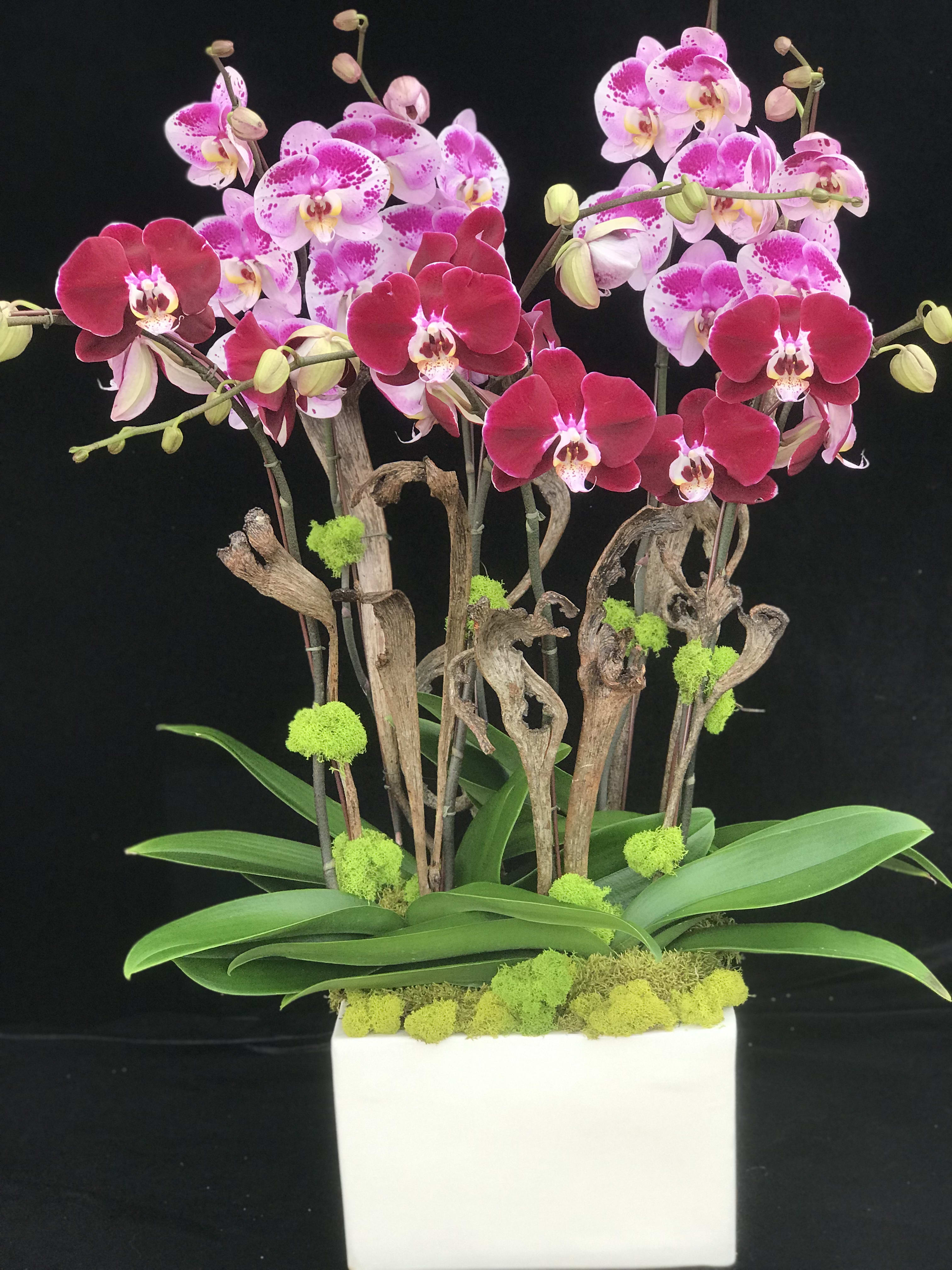 The Grand Phals in Encinitas, CA Divine Orchids