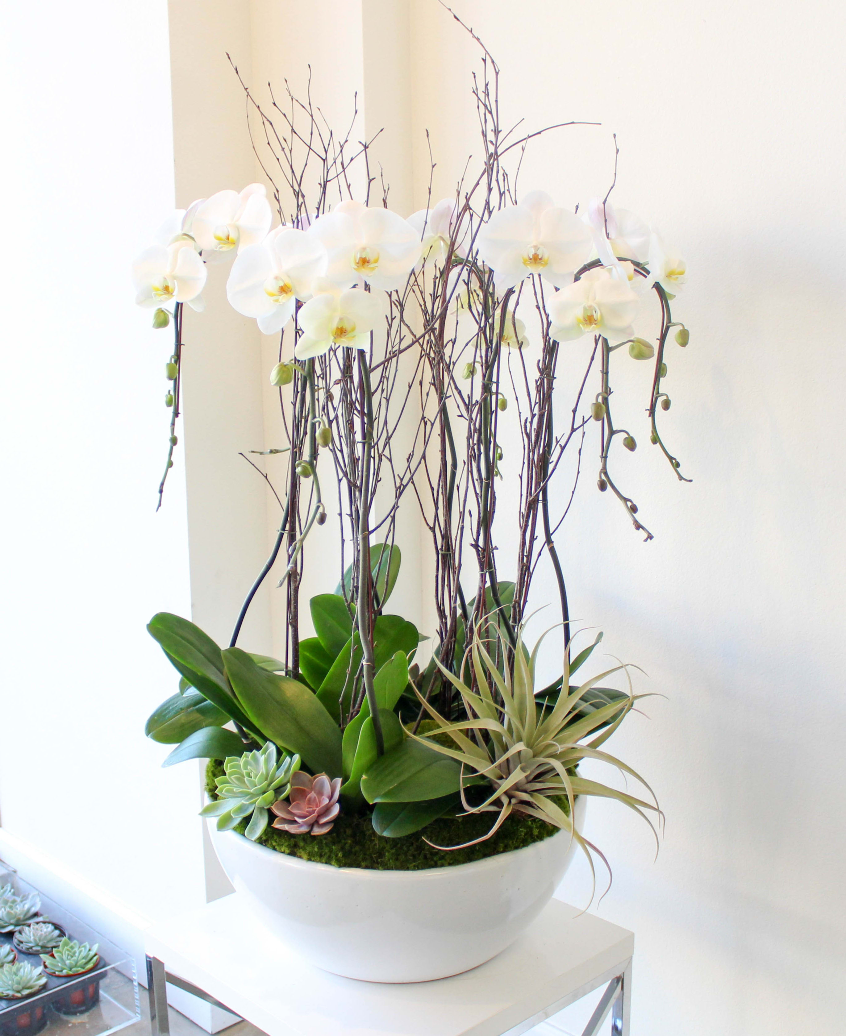 Orchid Utopia In Los Angeles Ca Sonny Alexander Flowers