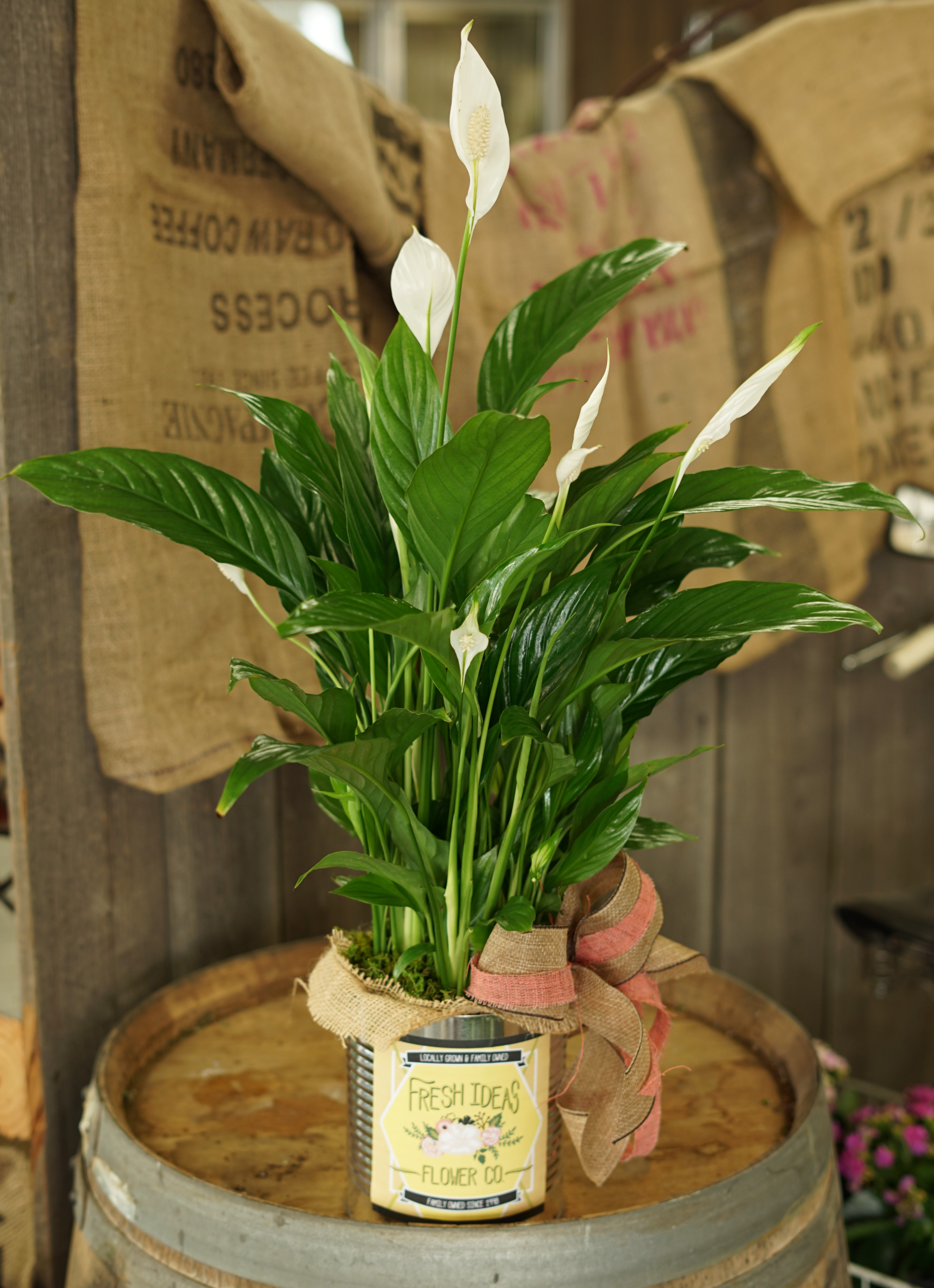 Peace Lily 6 Inch In Modesto Ca Fresh Ideas Flower Co