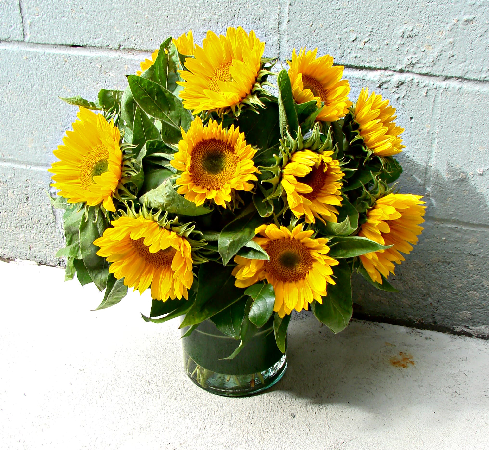 Dozen Sunflowers in Metuchen, NJ Gardenias Floral