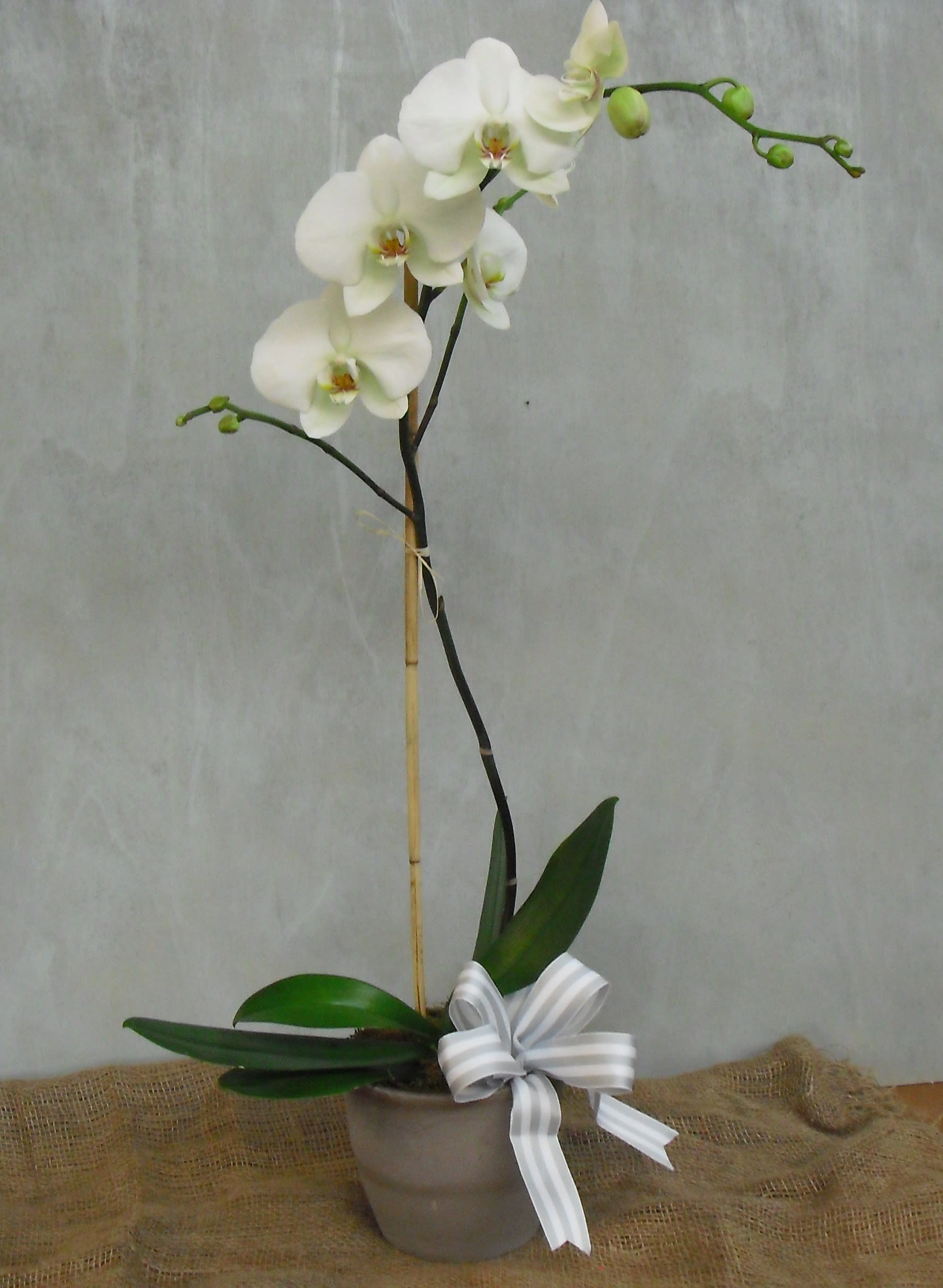 Large Orchid Plant In Kansas City Mo Teefey Flowers And Gifts